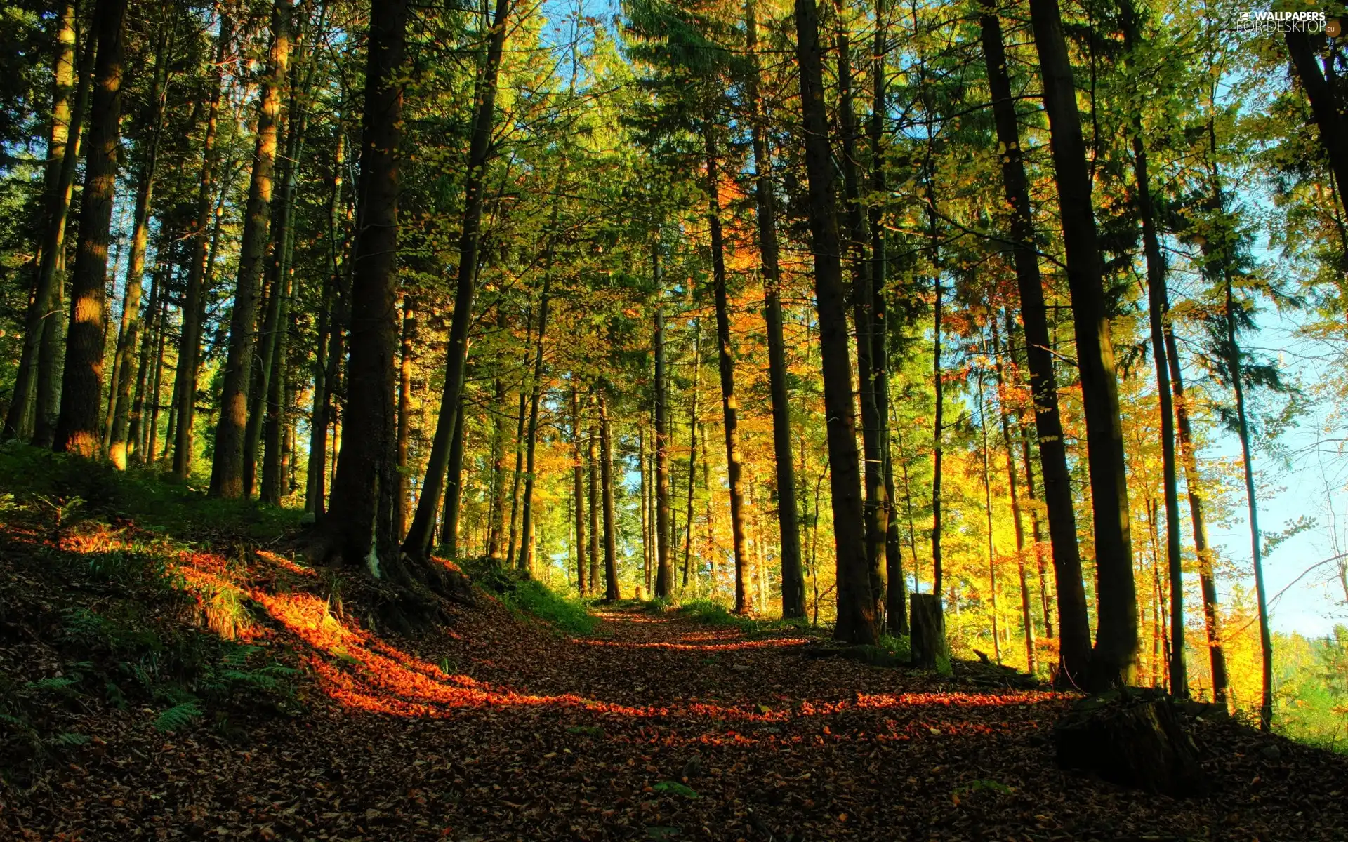 Path, autumn, forest