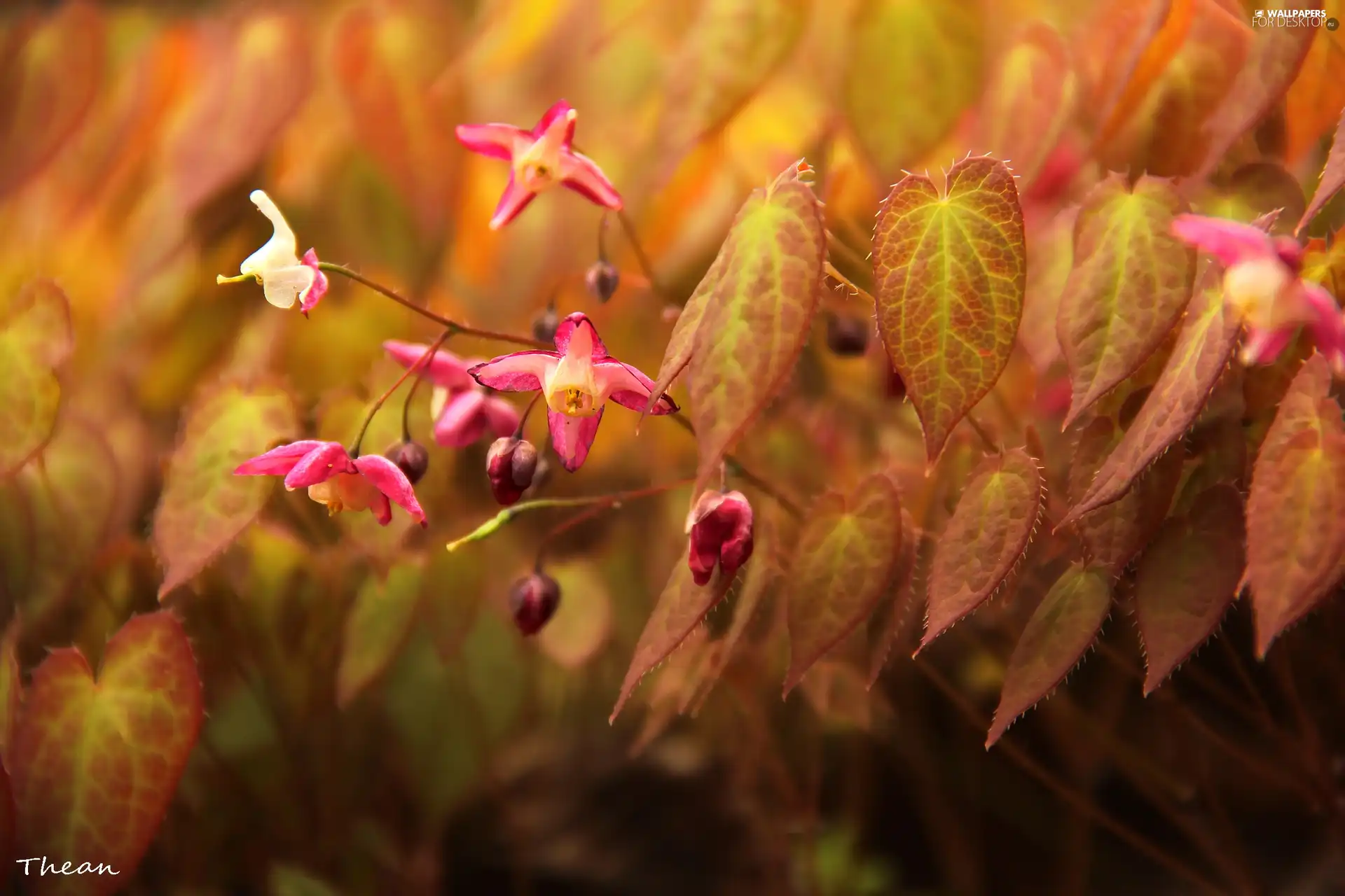 Flowers, little doggies, Pink