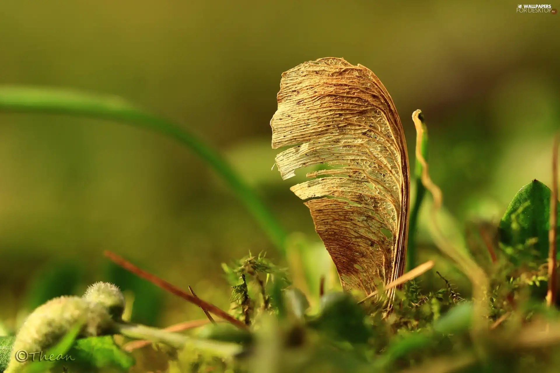 plant, seed, maple