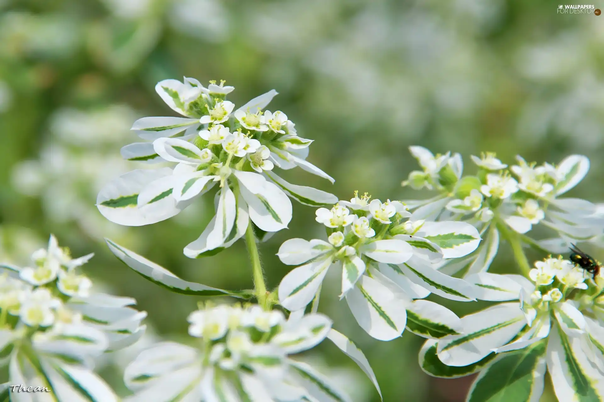 White, plant