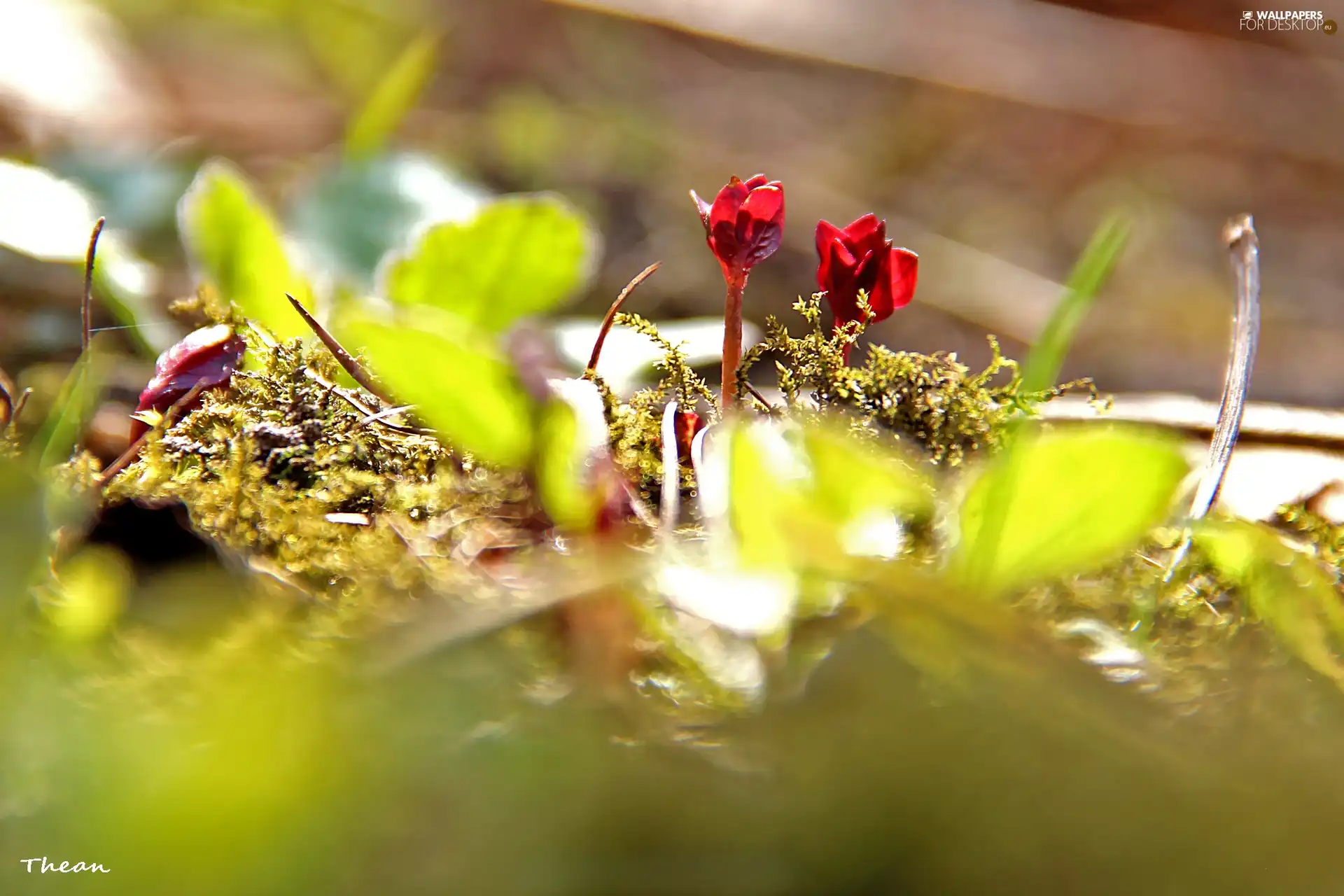 Plants, young, Red