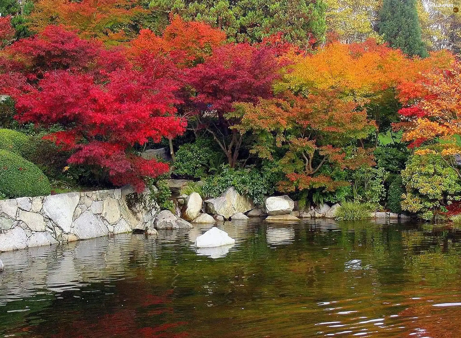 Park, viewes, pond, trees