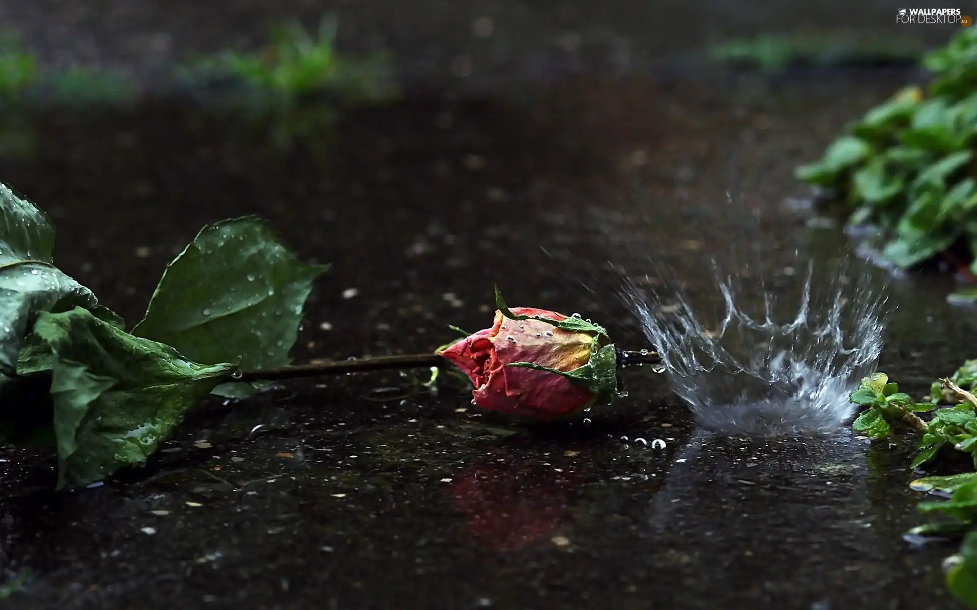 puddle, dry, rose