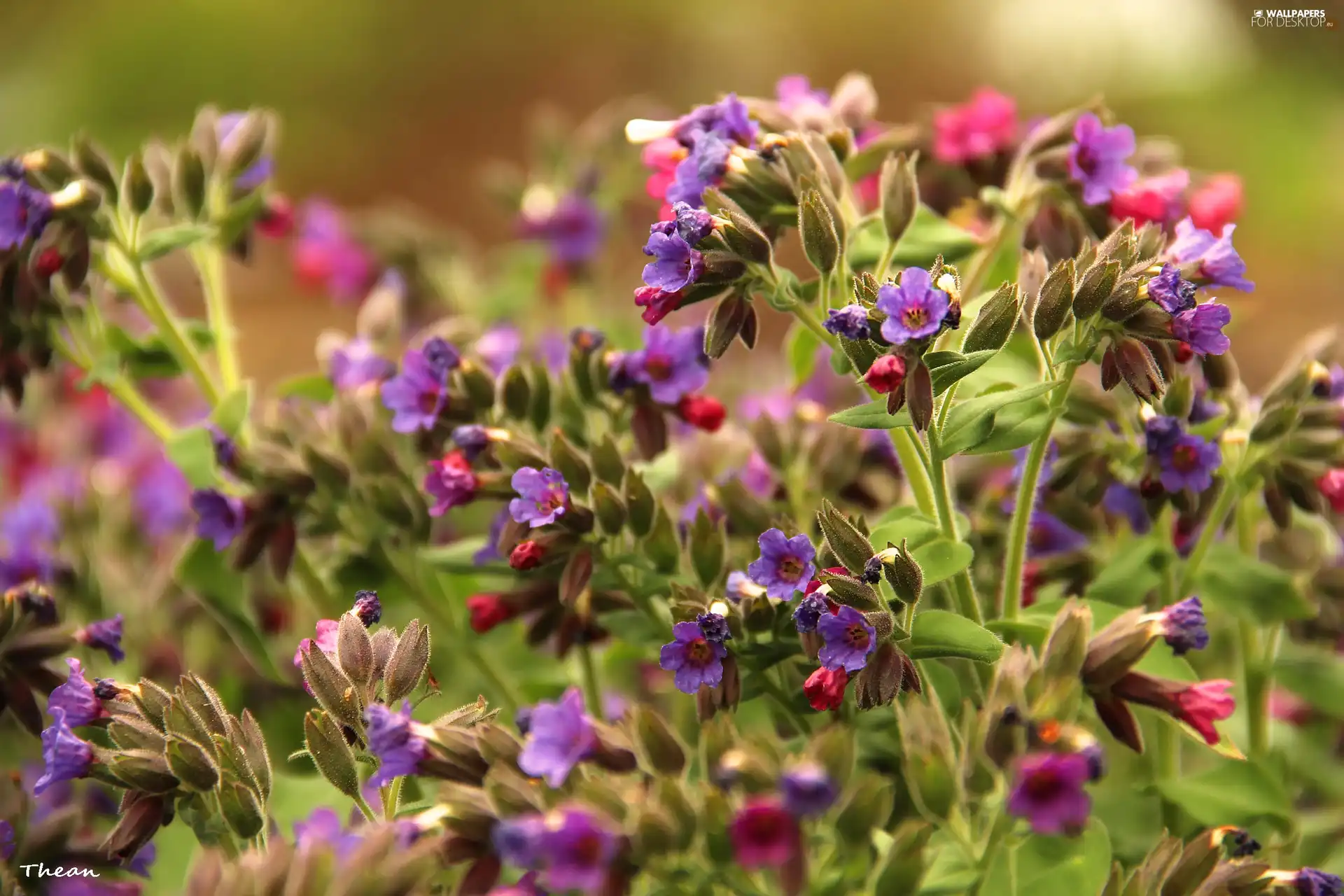 color, Pink, purple, Flowers