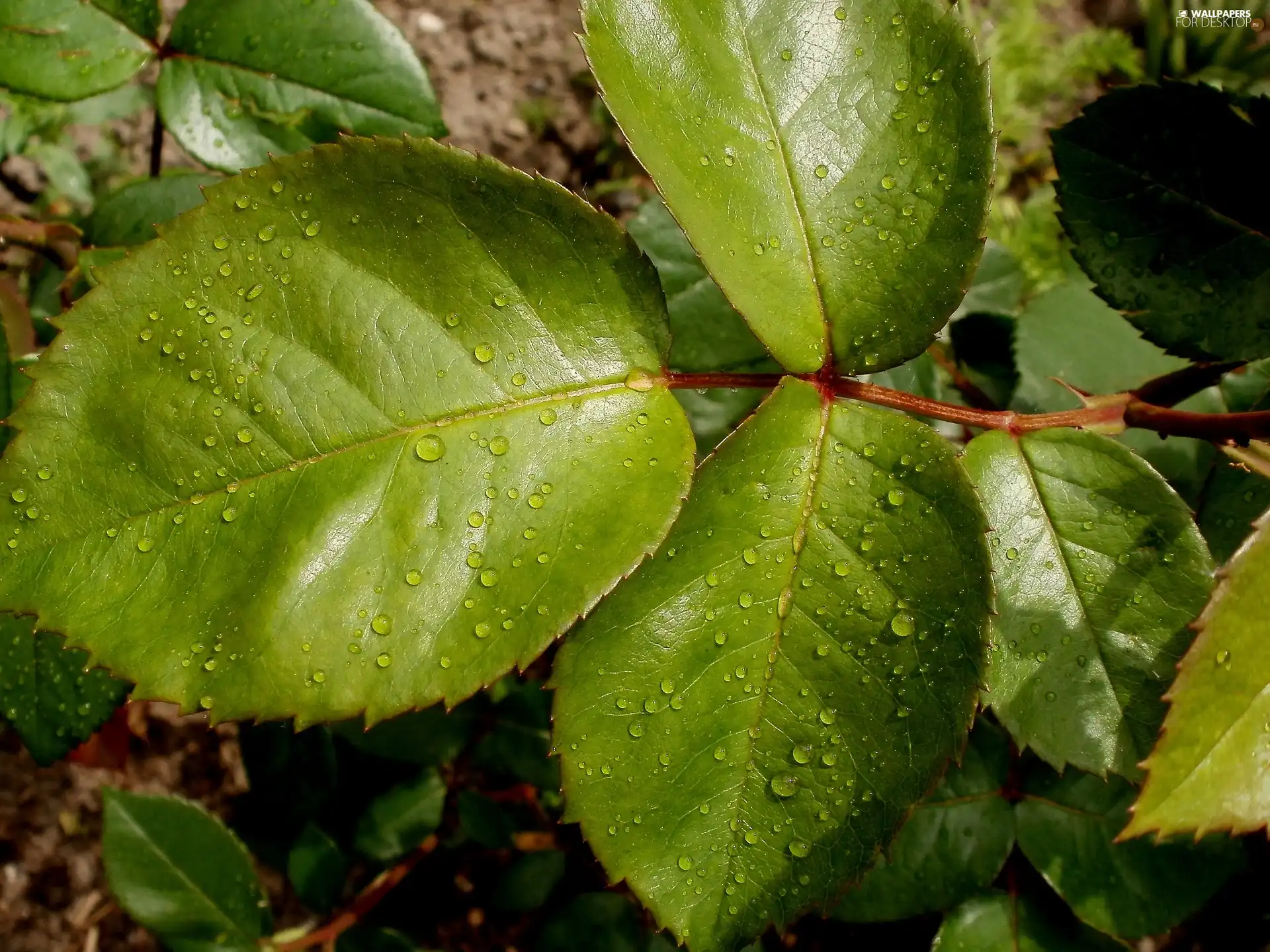 leaf, drops, rain, rose