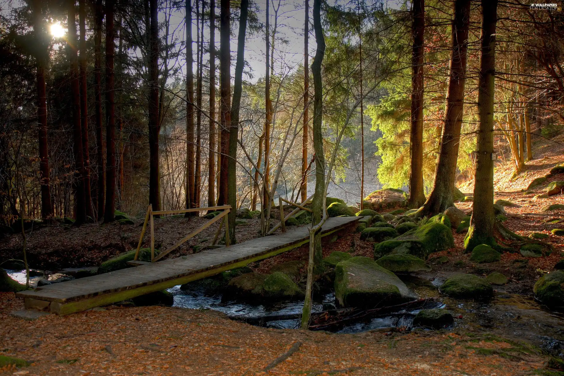 Stones, forest, rays, sun, footbridge, stream