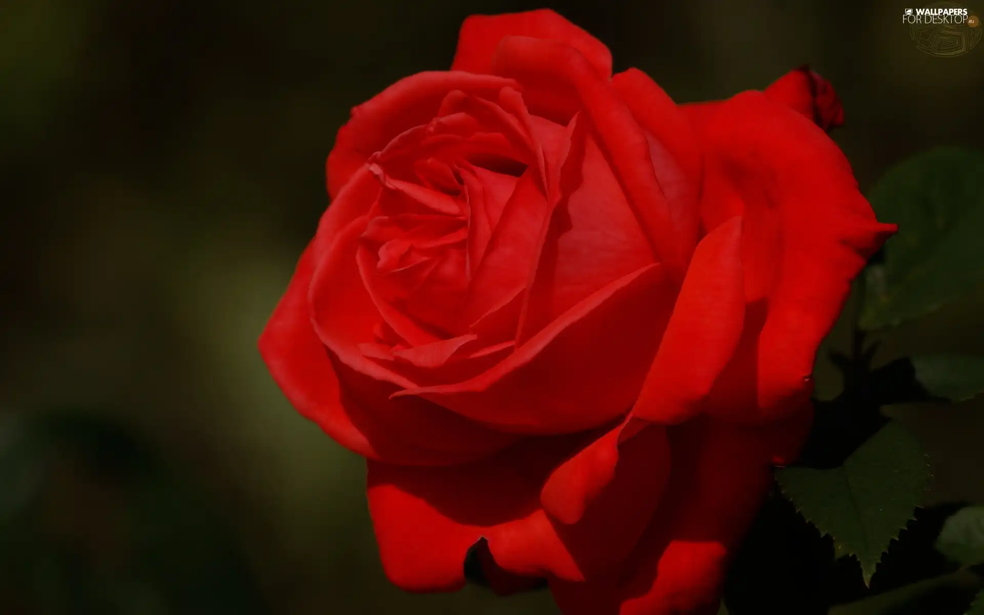 rose, Colourfull Flowers, red hot