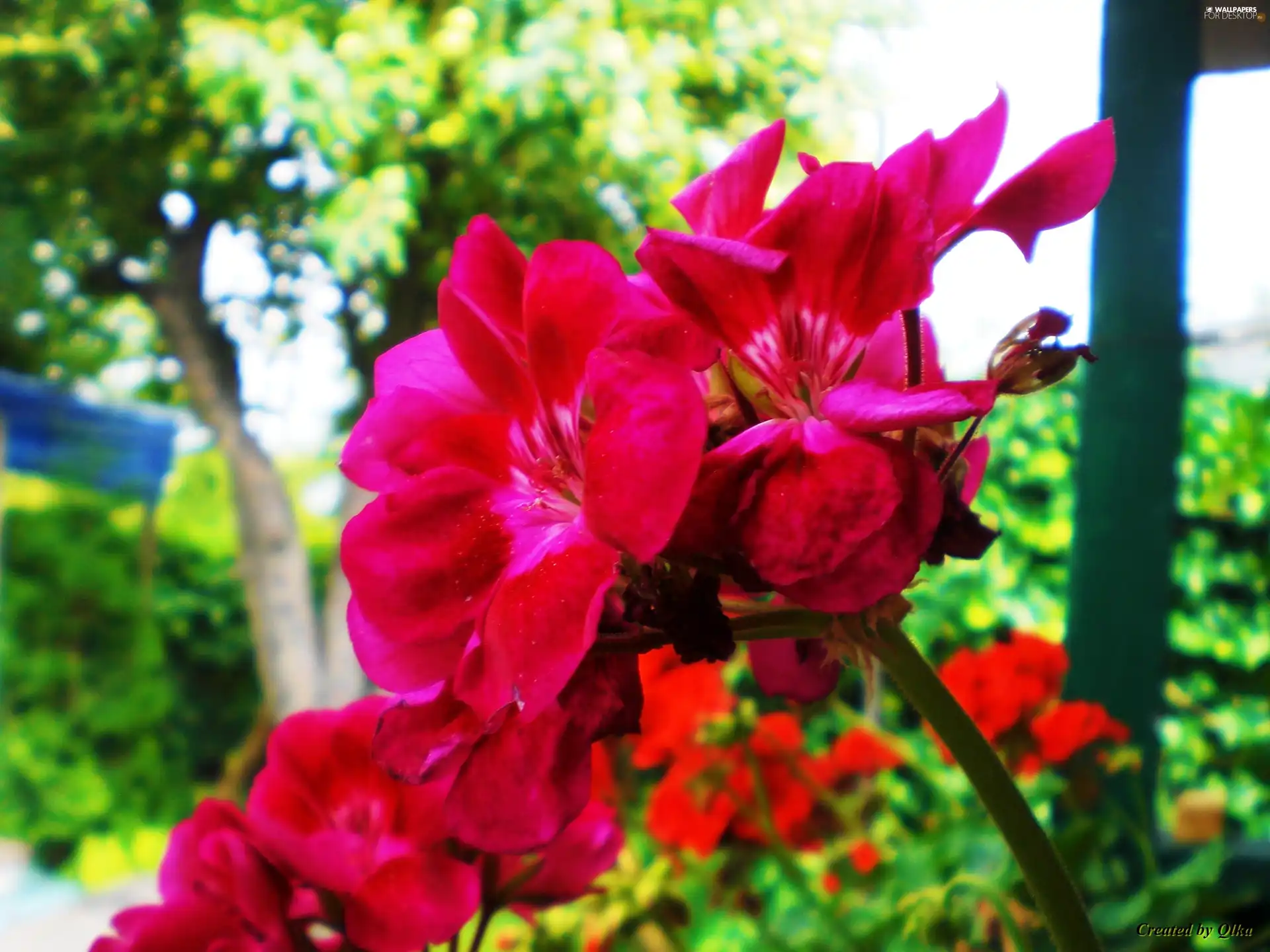 Flowers, Red