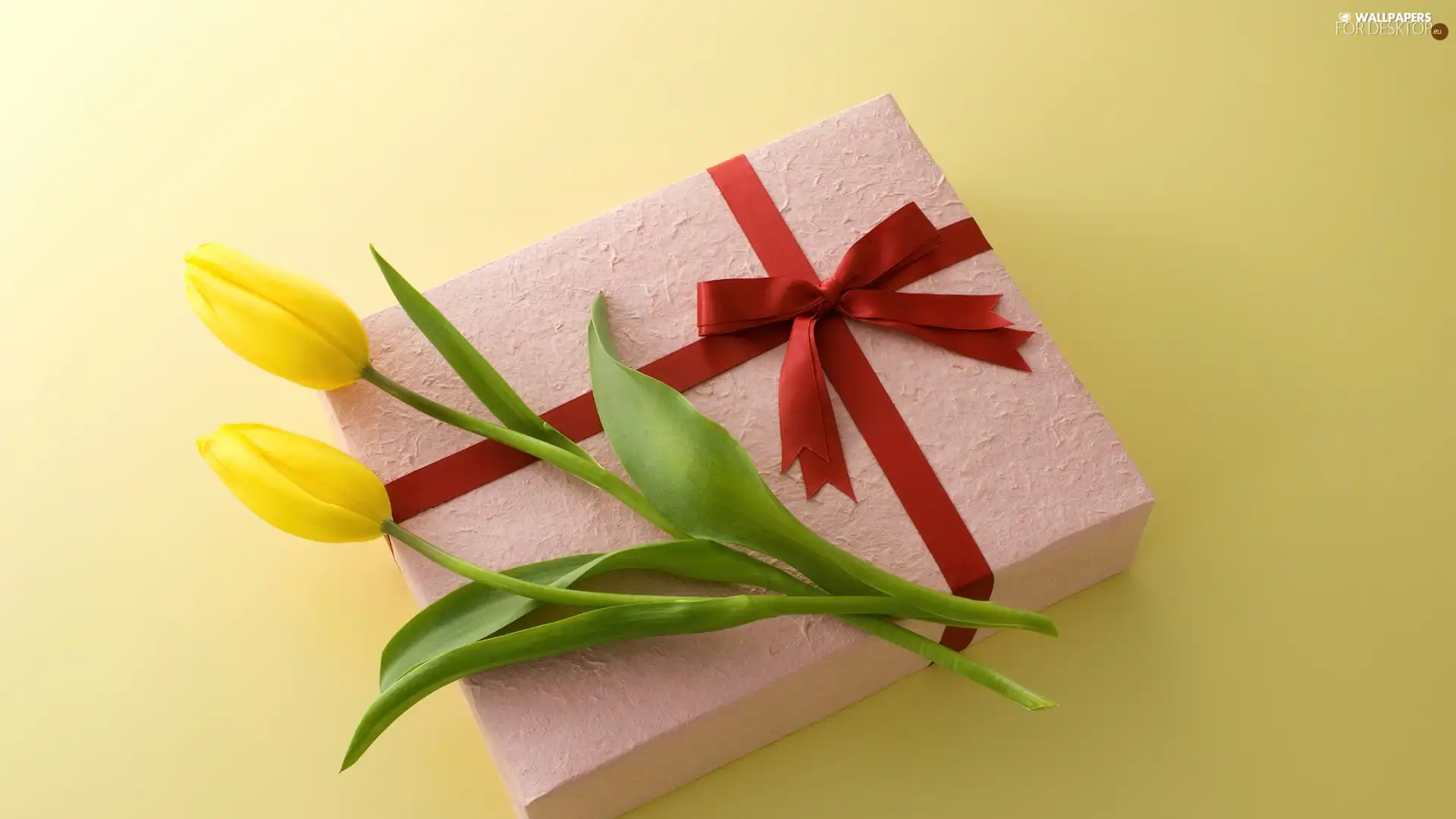 Yellow, Present, ribbon, Tulips