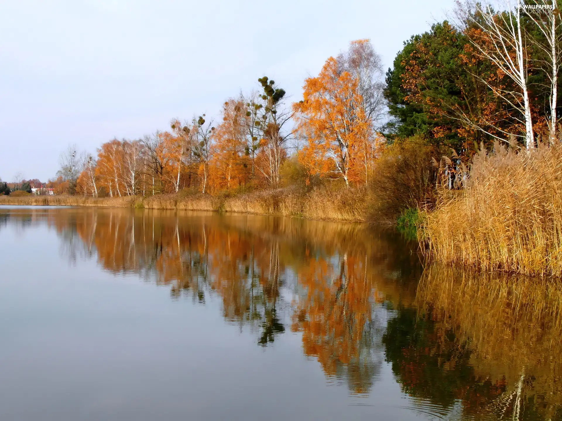 autumn, viewes, River, trees