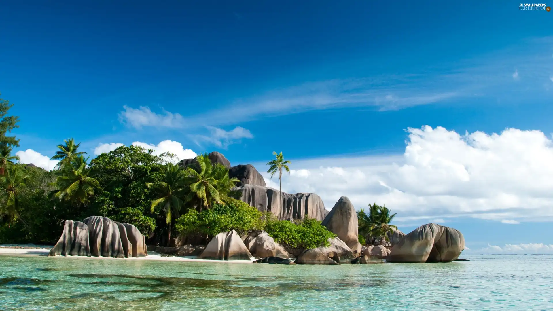 rocks, Palms, sea