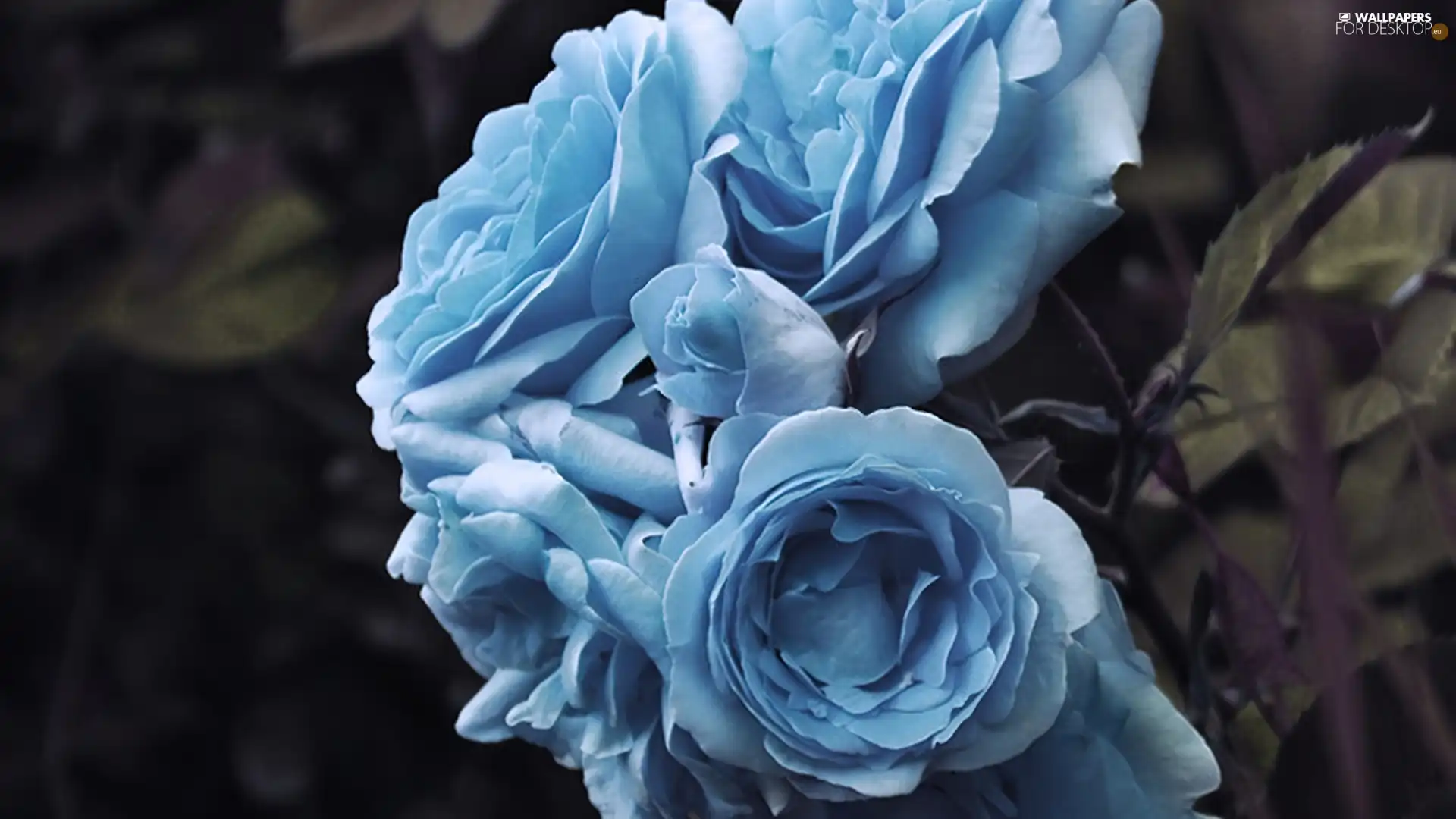 Blue, roses