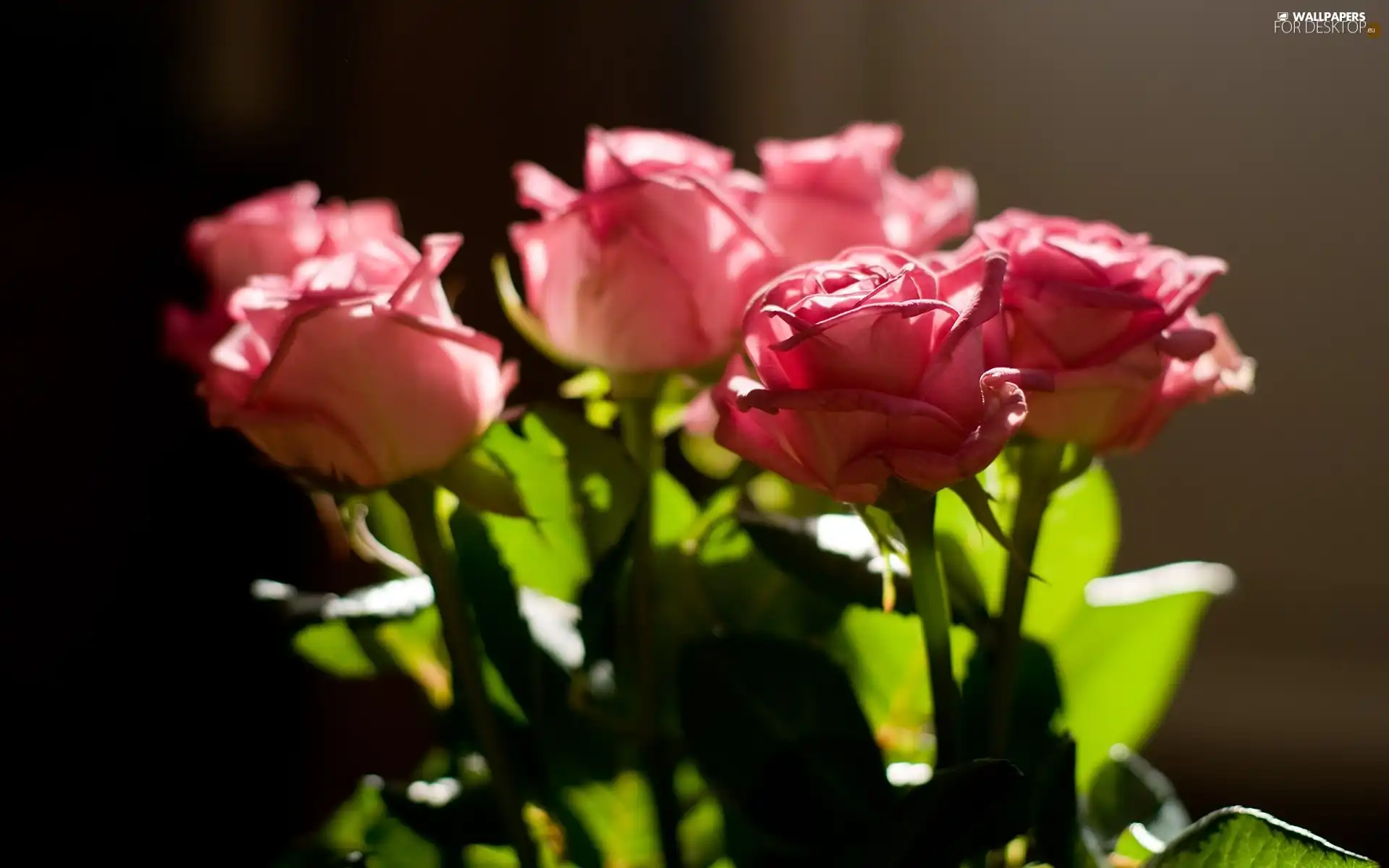 Pink, roses