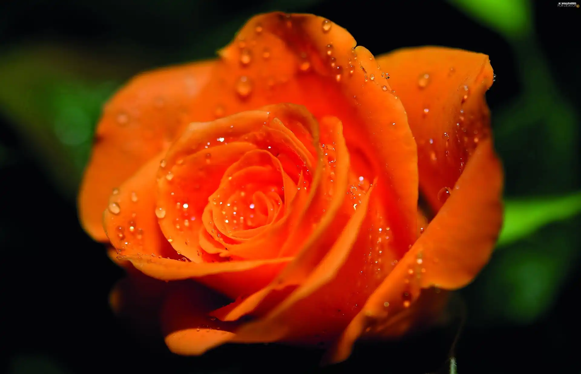 Orange, drops, Rosy, rose