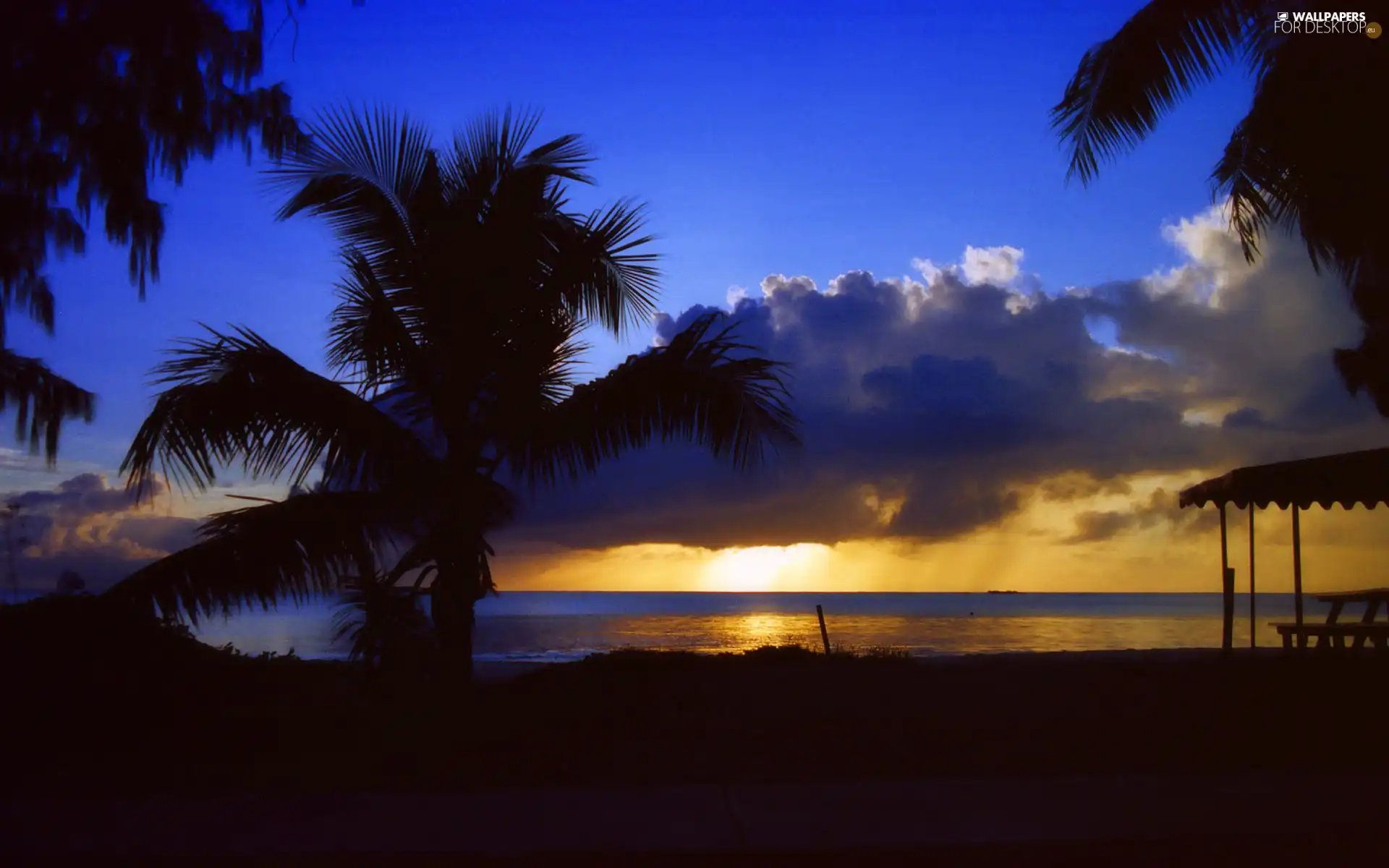 west, Palms, sea, sun