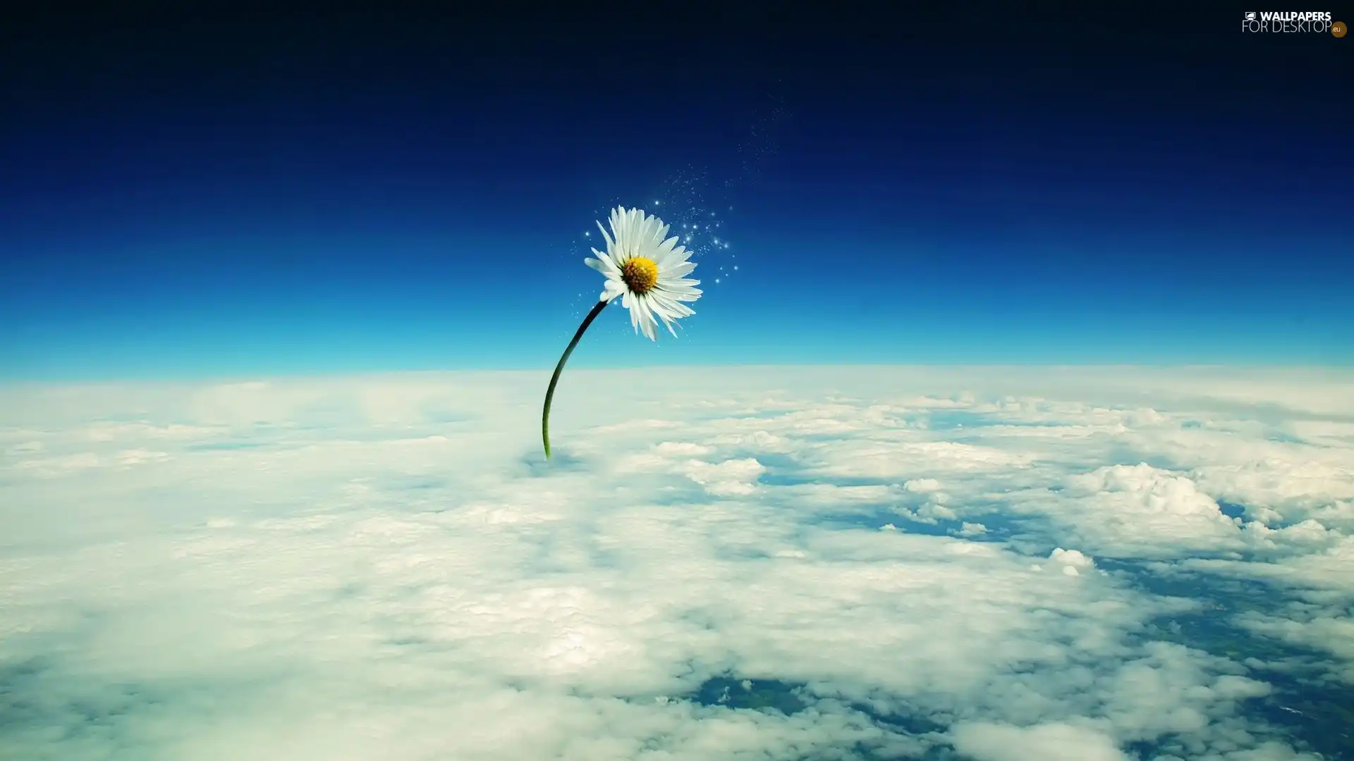 Sky, daisy, clouds