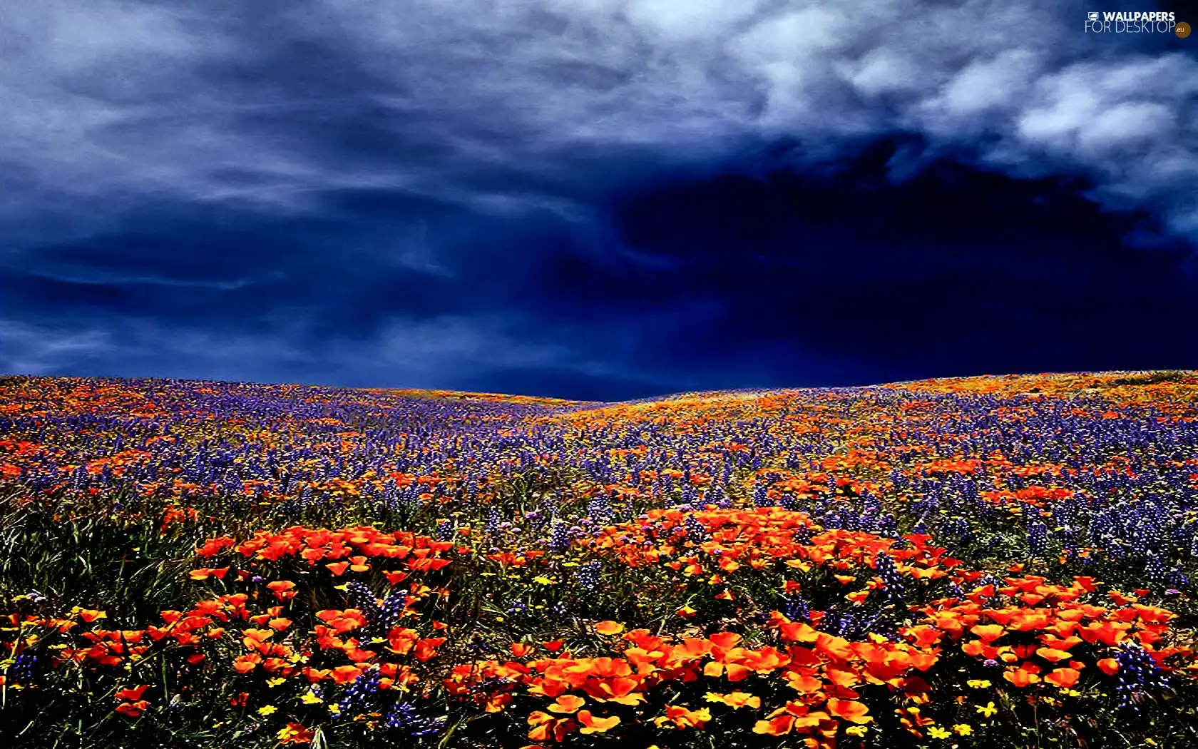 Sky, Field, flowers