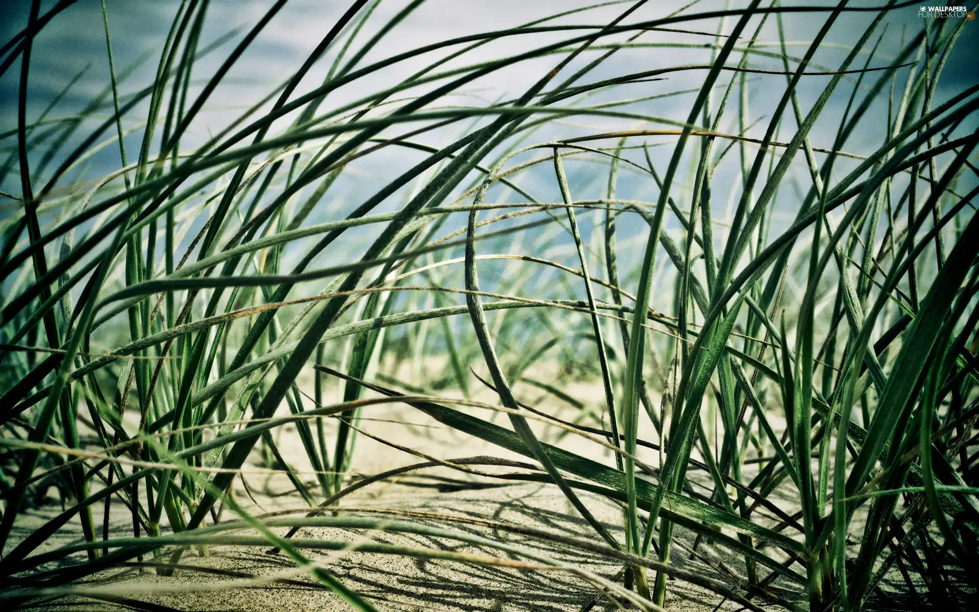 Sky, grass, Sand