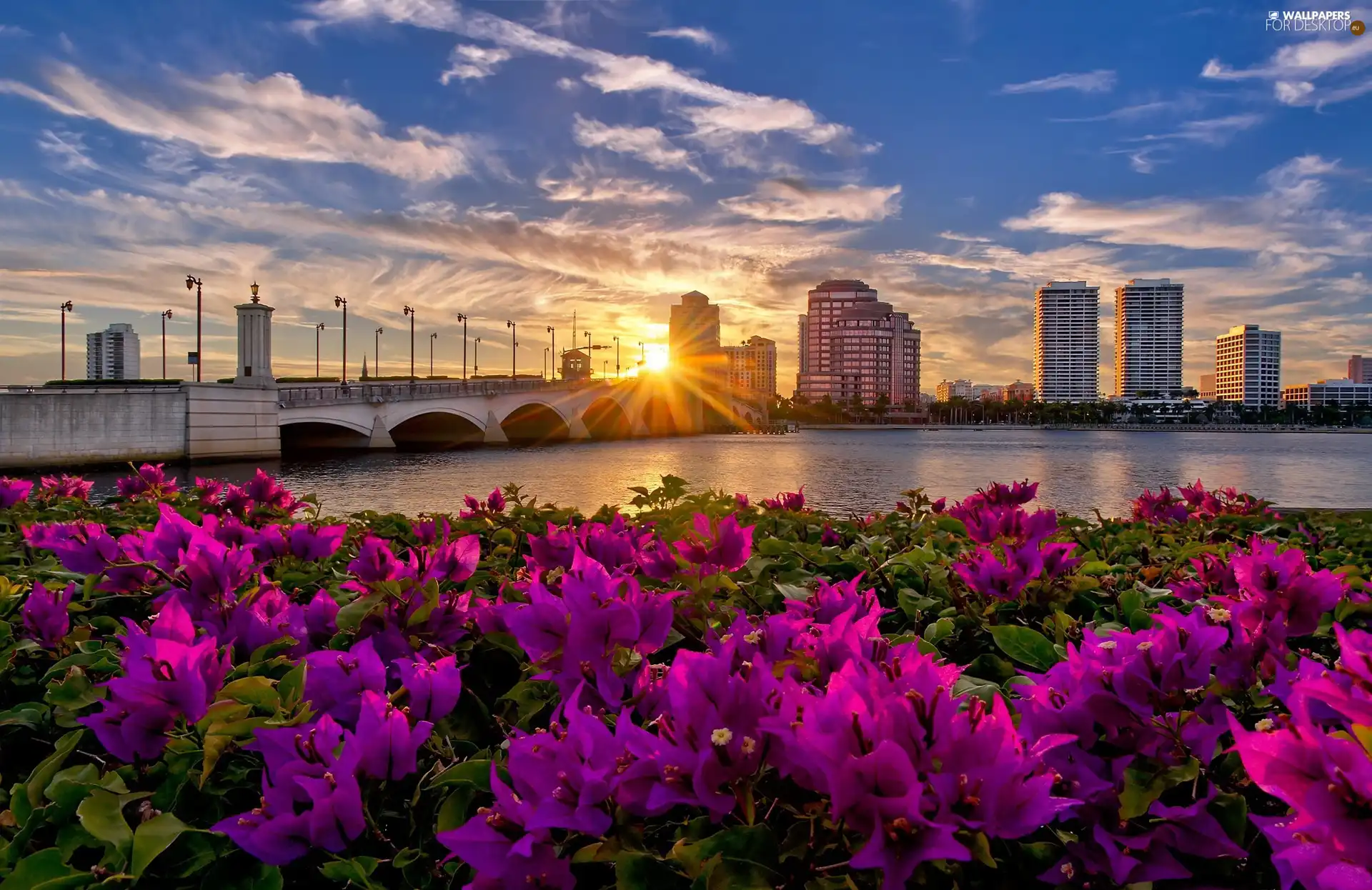 Flowers, skyscrapers, town, rays, panorama, bridge, River, sun