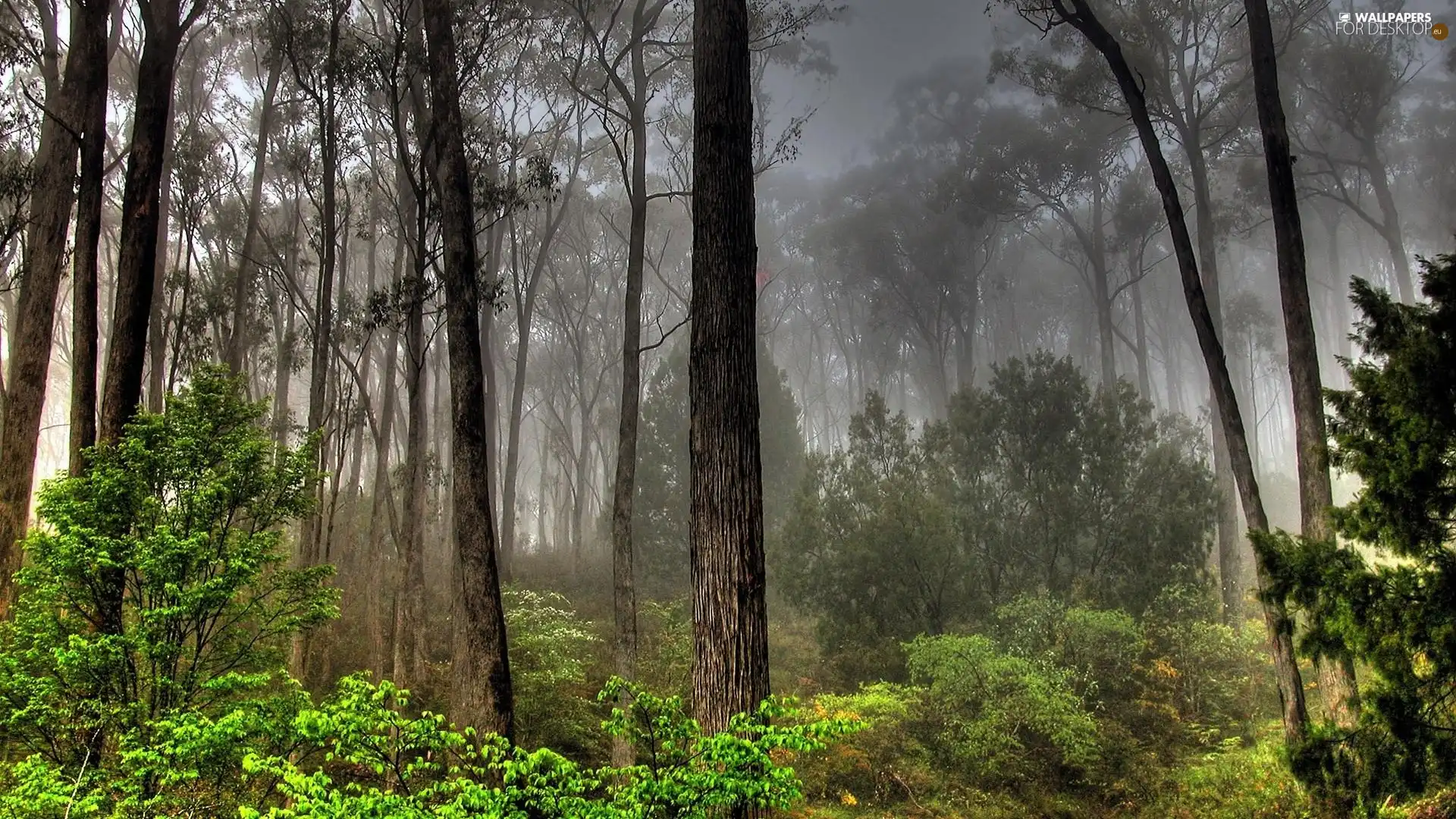 forest, smoke