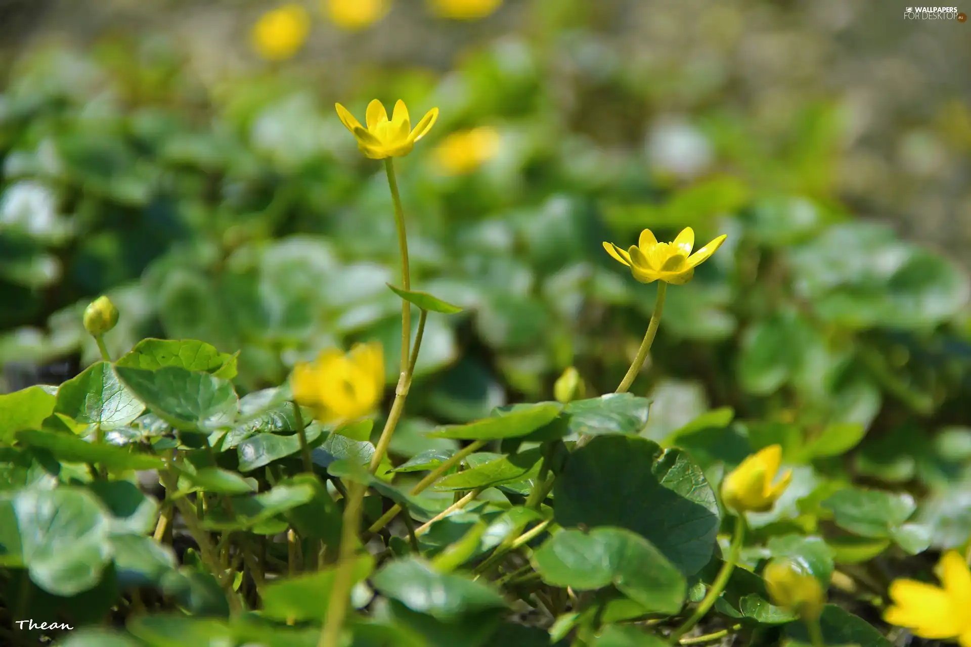 fig buttercup, Flowers, Spring, Yellow