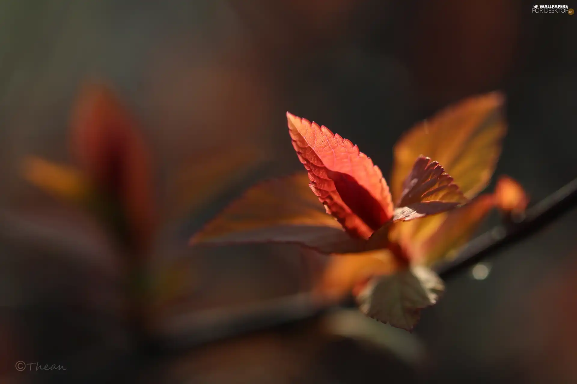 Spring, Red, Leaf