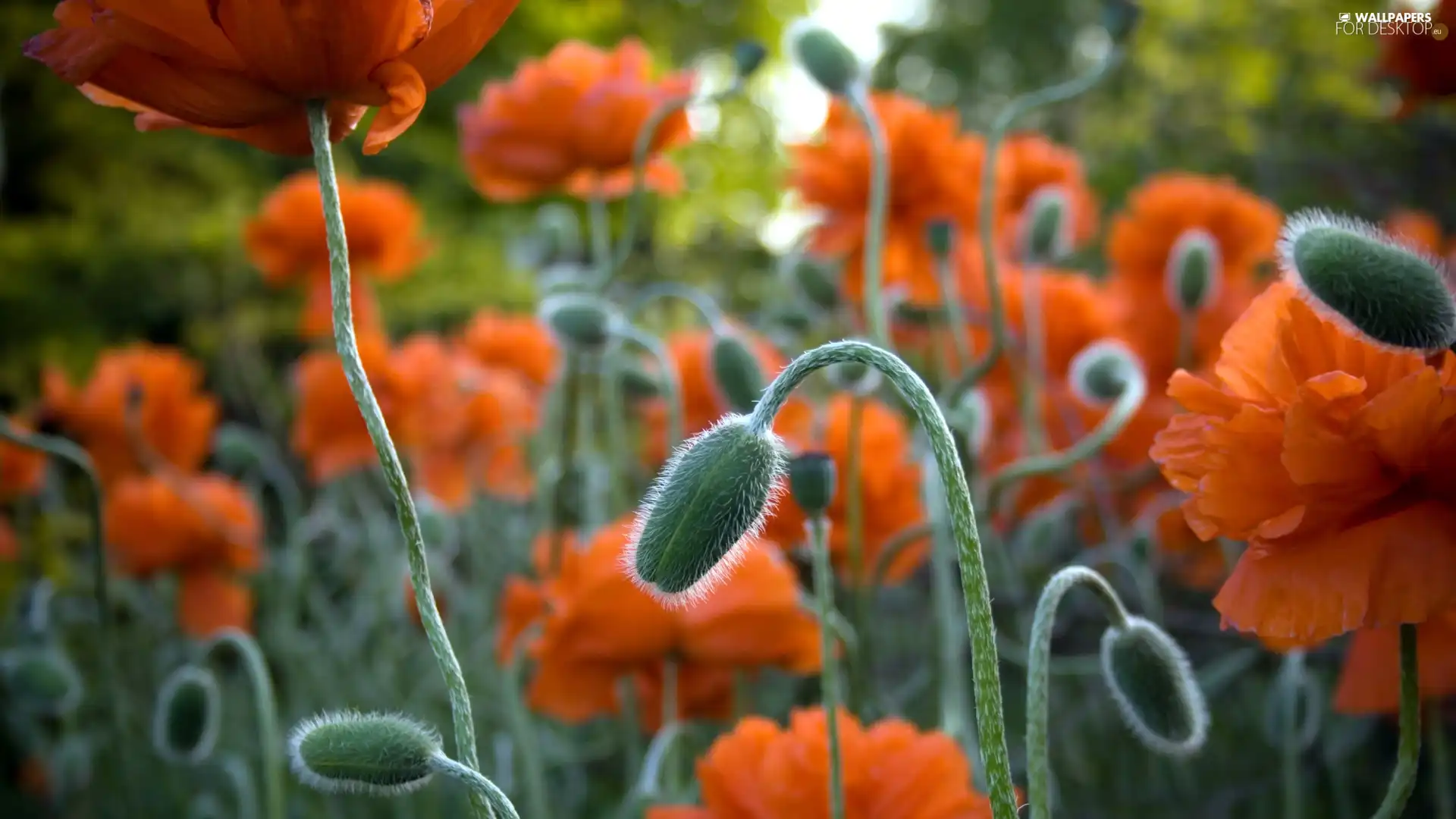 stems, papavers, Buds