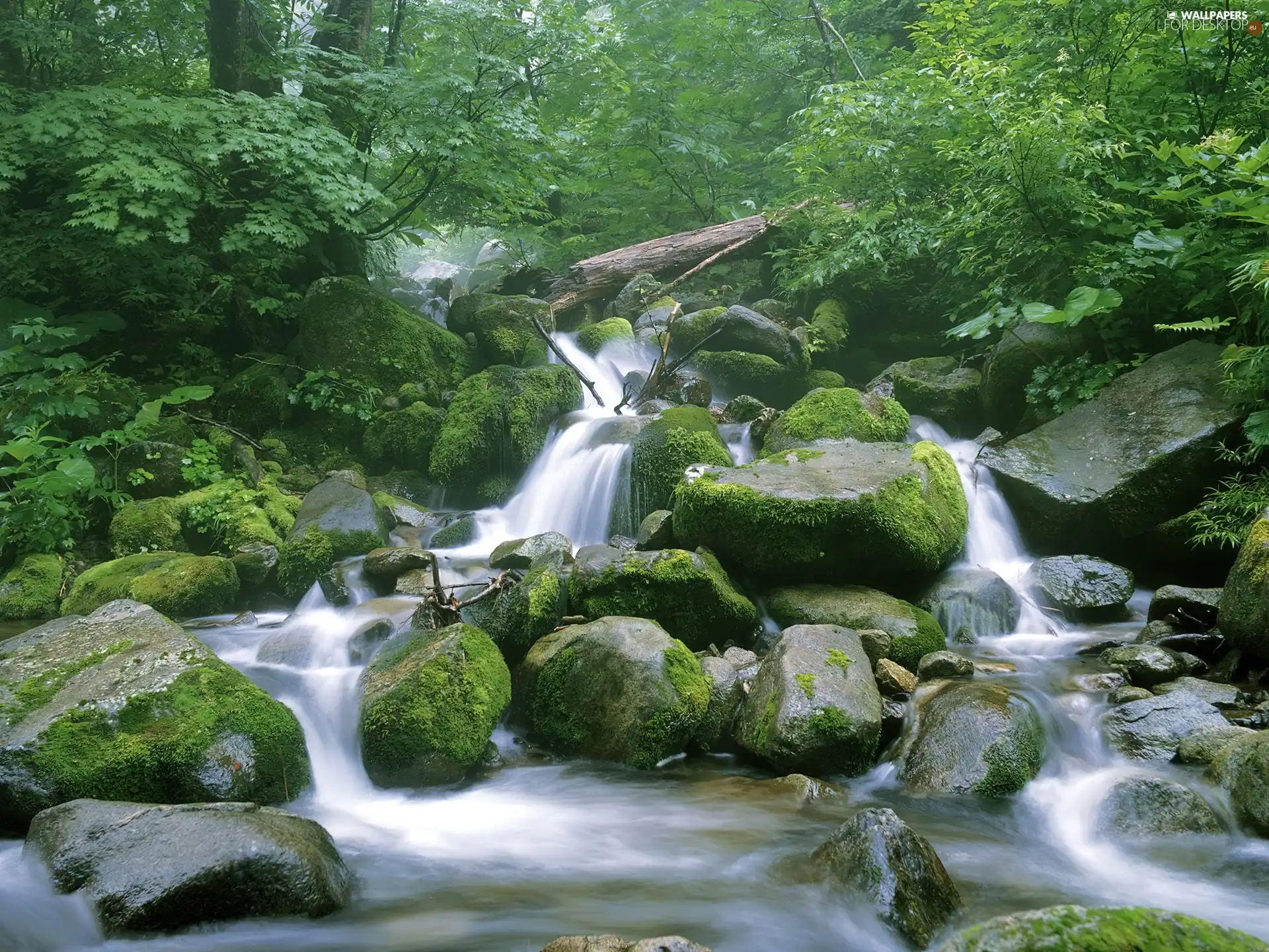 River, Forest, Stones, ##