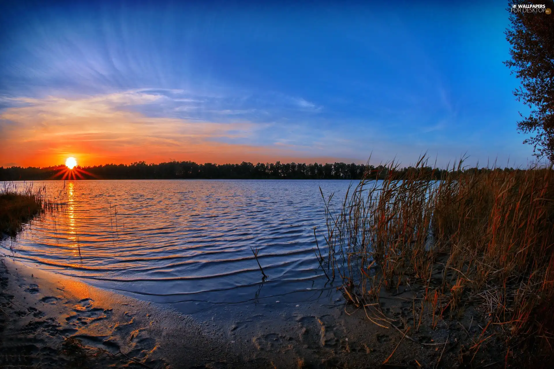 lake, east, sun, rushes