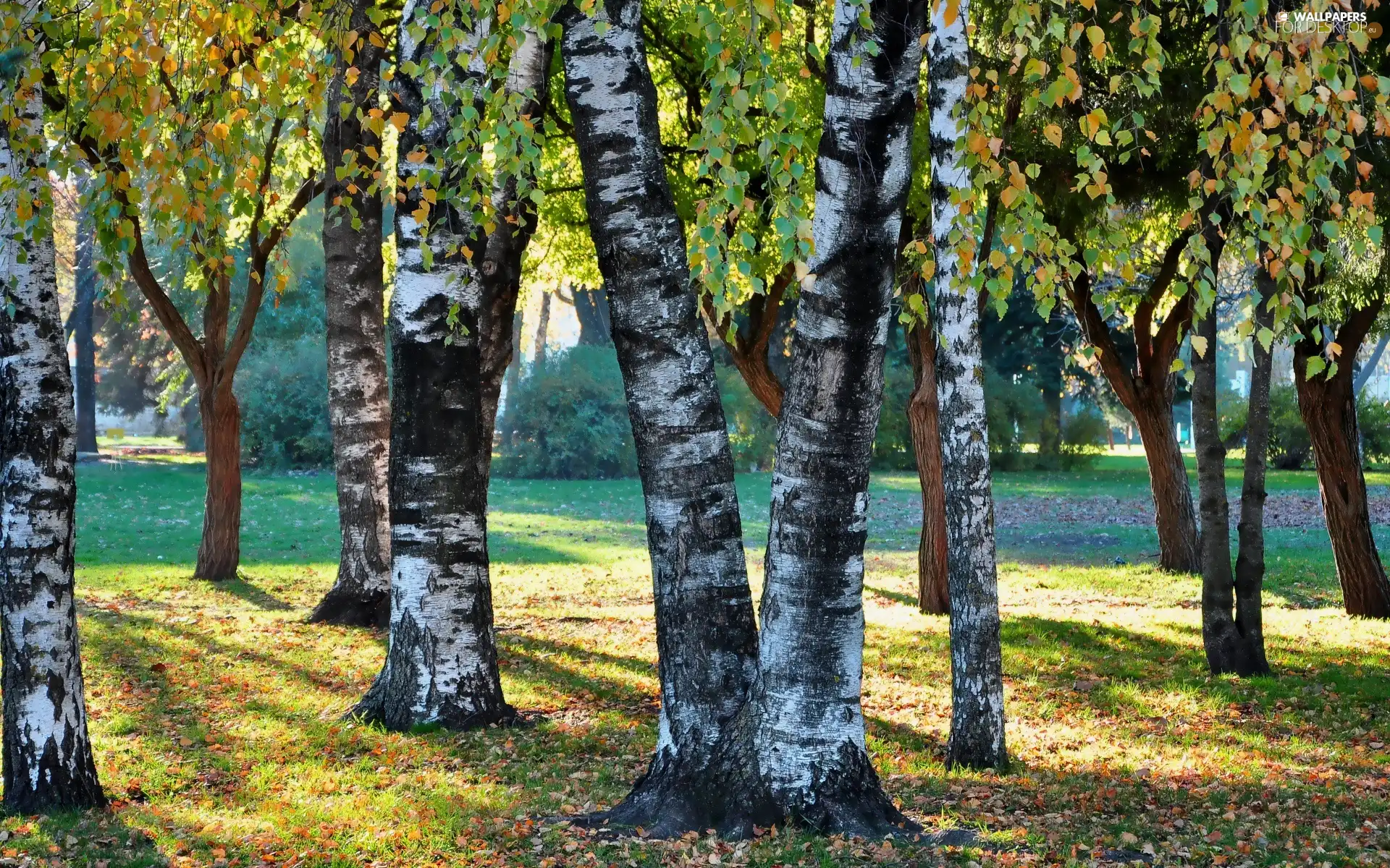 ligh, trees, flash, Przebijające, branches, sun, luminosity