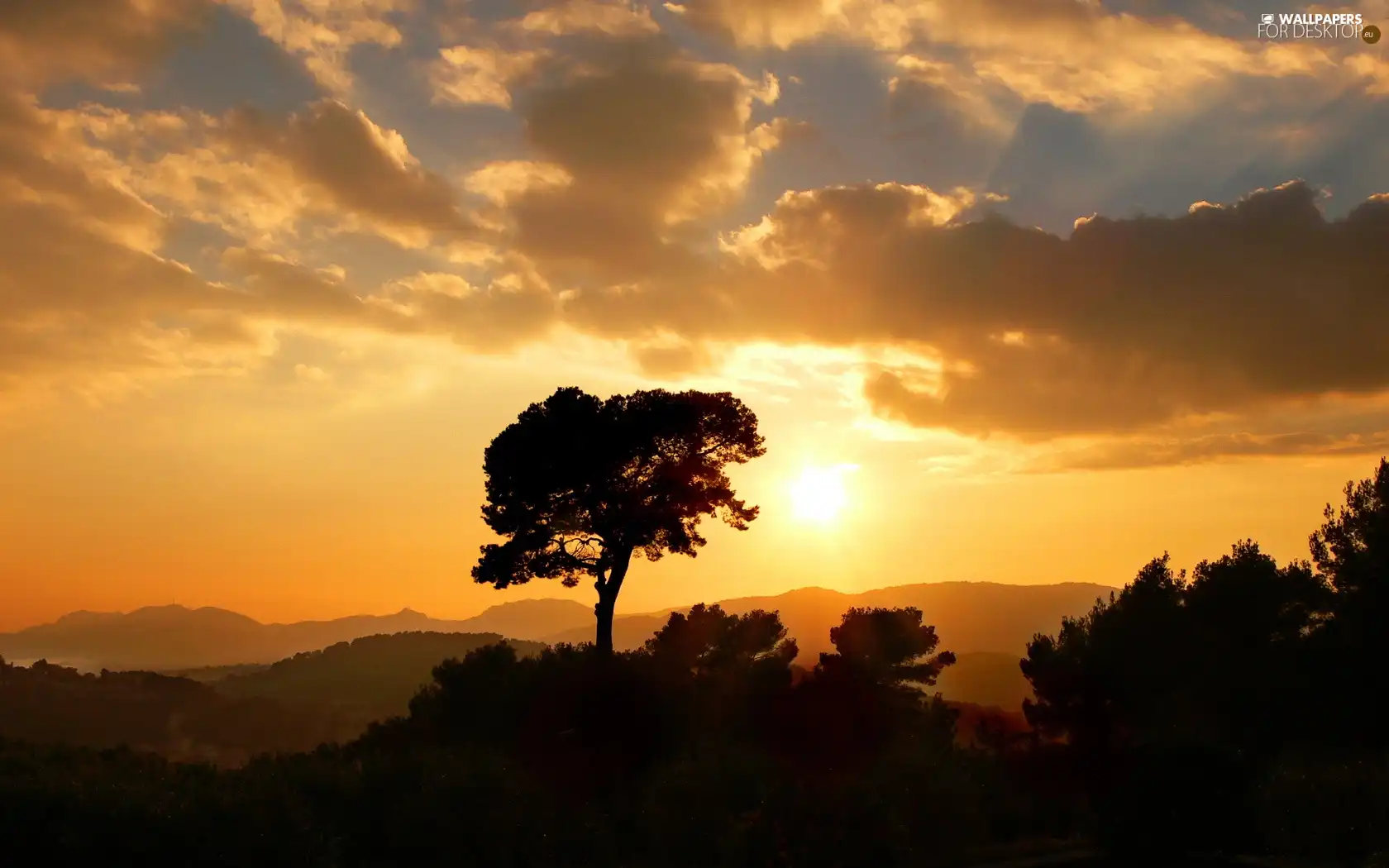 sun, trees, west