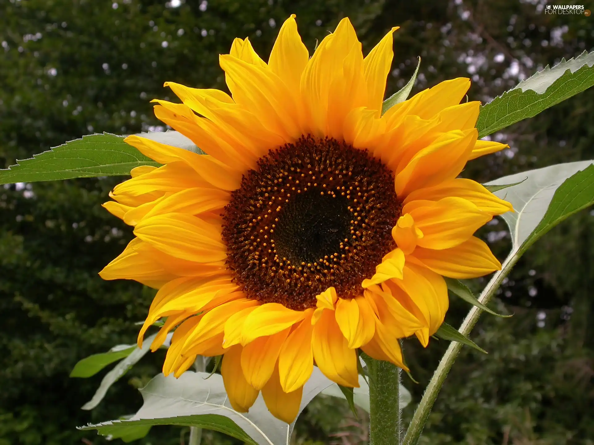 Sunflower