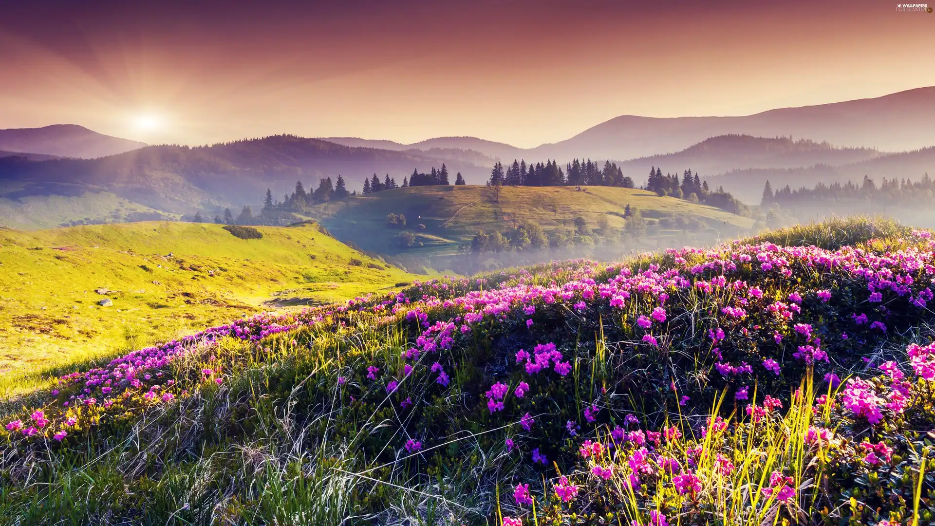 Meadow, Mountains, Sunrise, Flowers