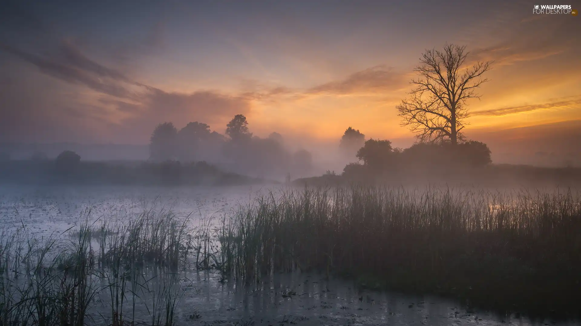 trees, lake, Fog, Sunrise, viewes, rushes