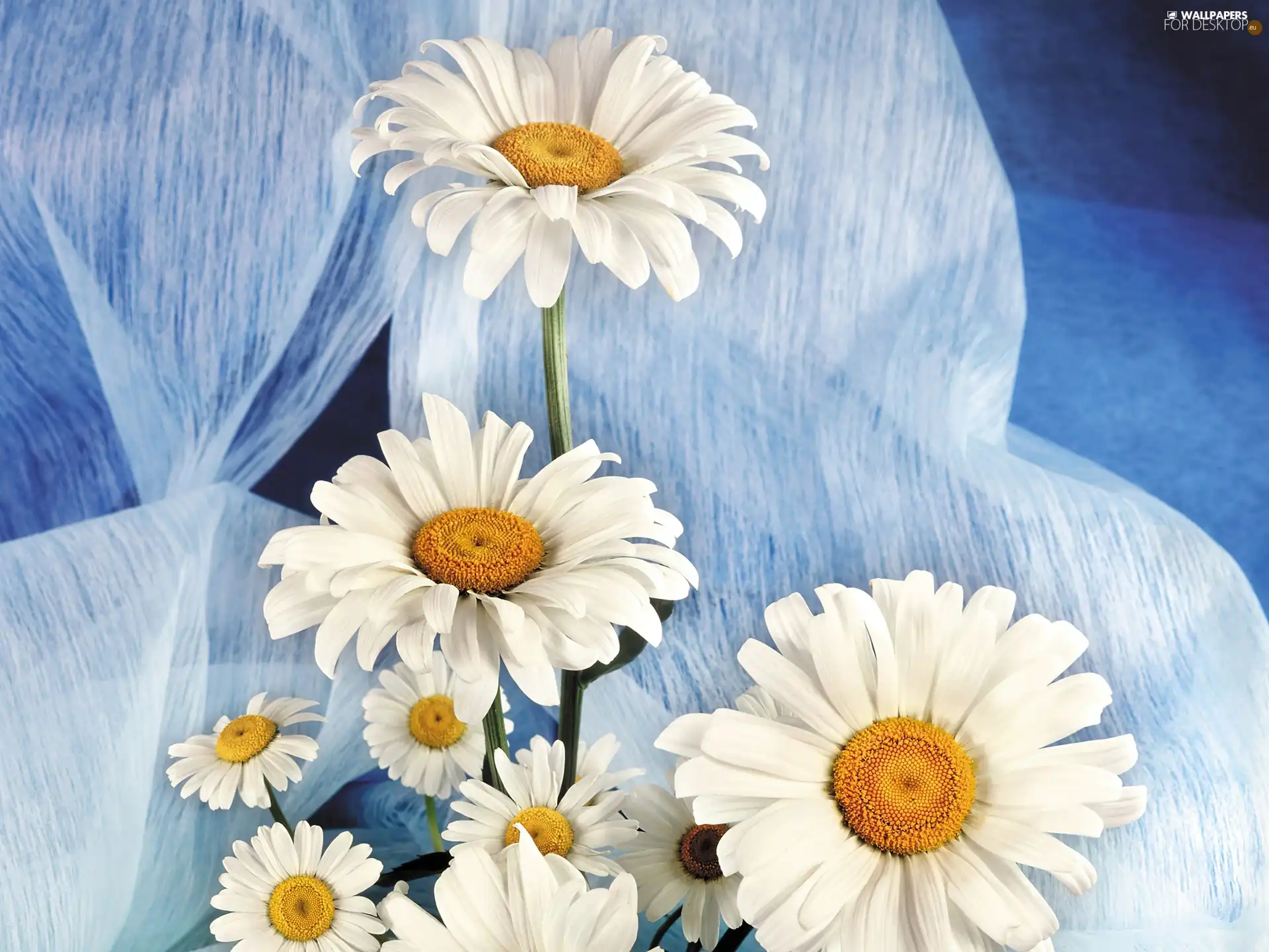 White, Flowers, textile, Blue