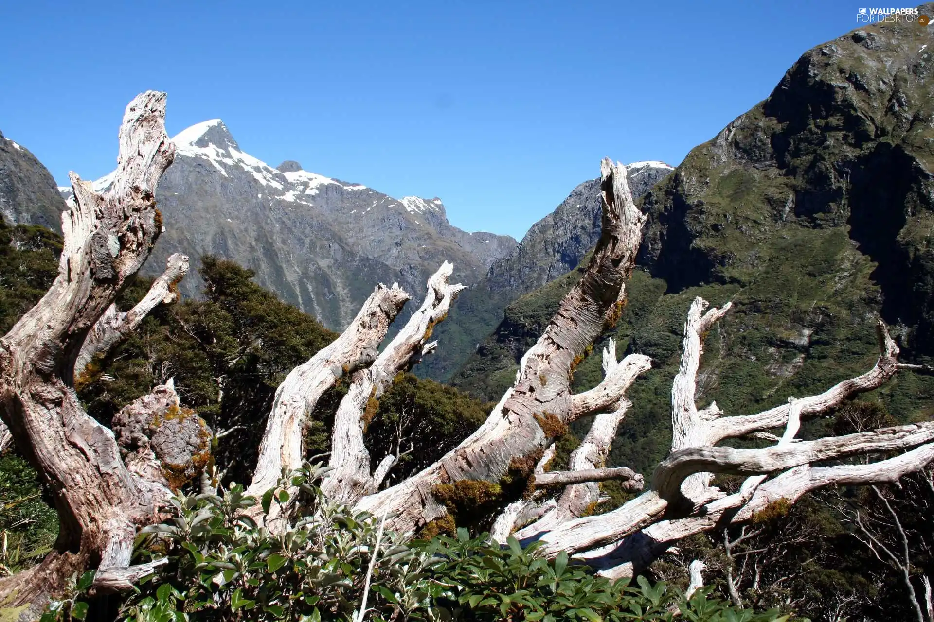 trees, Mountains, dry