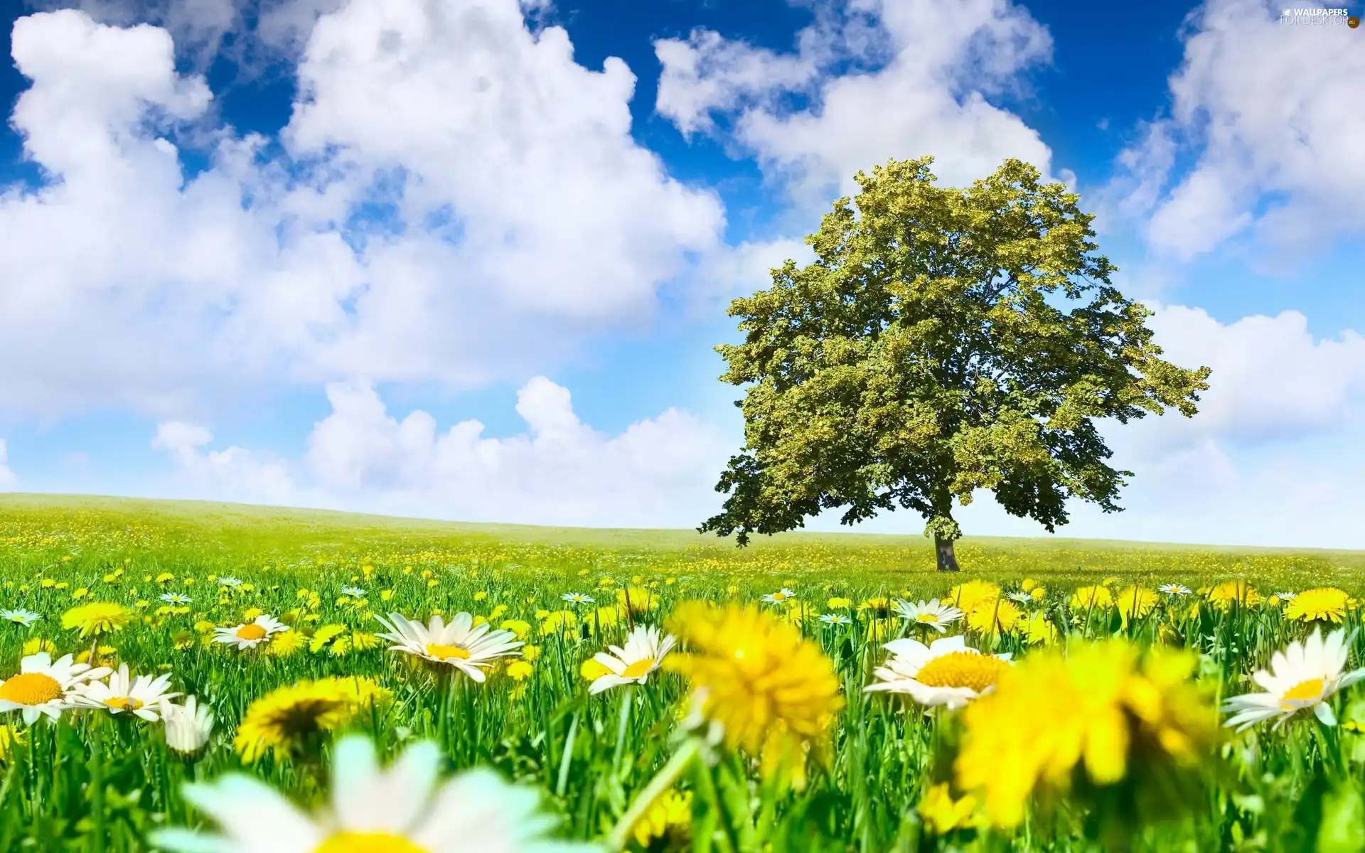 trees, Meadow, Flowers