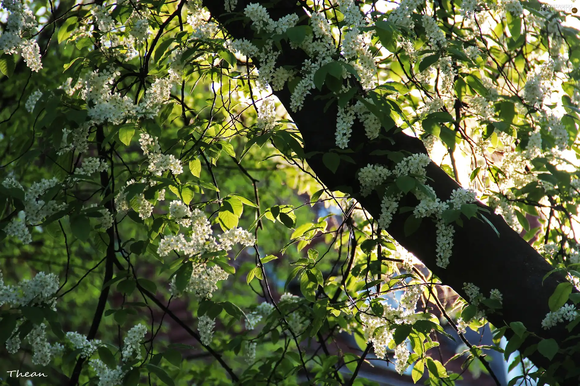 trees, White, Flowers