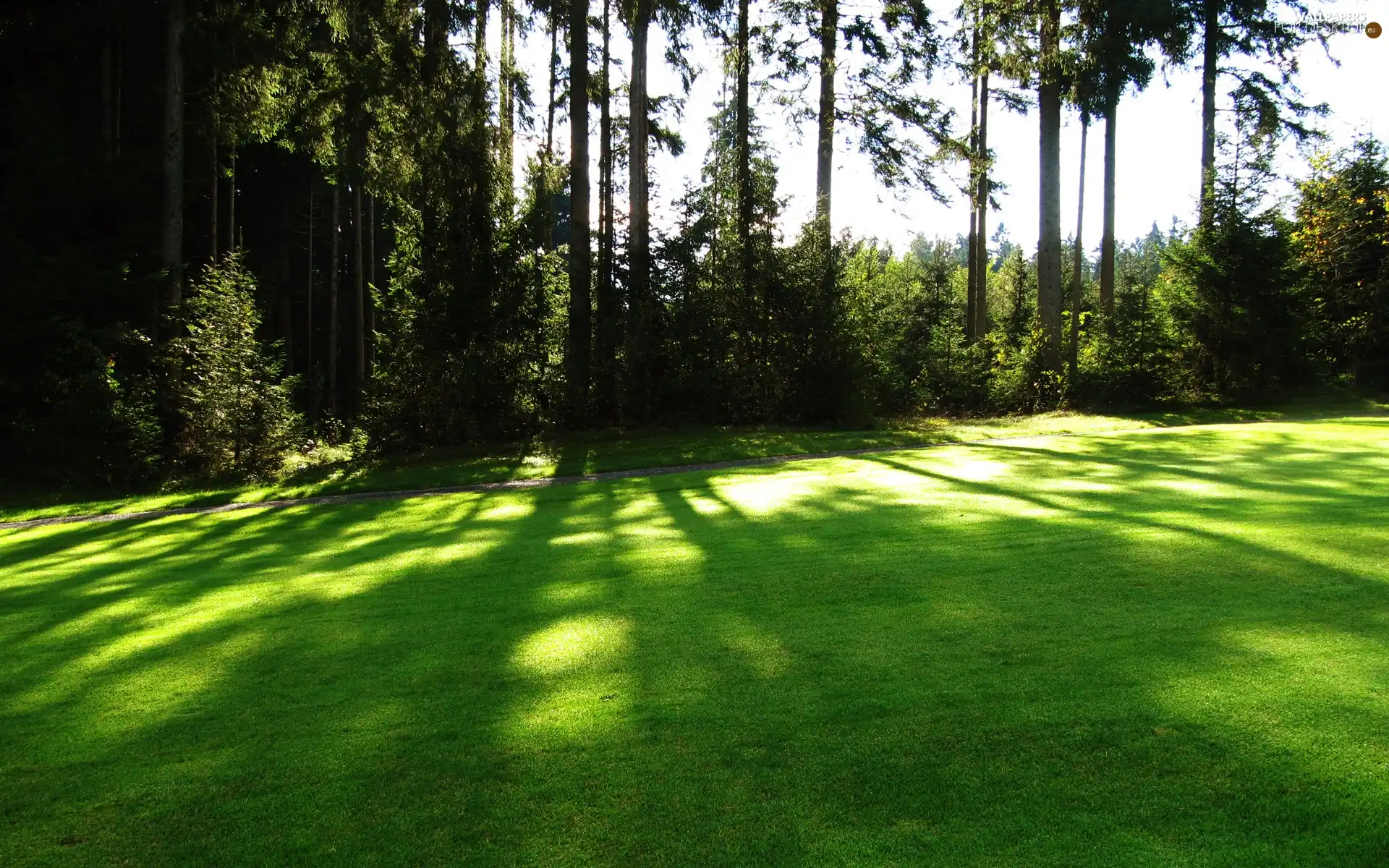 viewes, shadows, car in the meadow, trees, forest