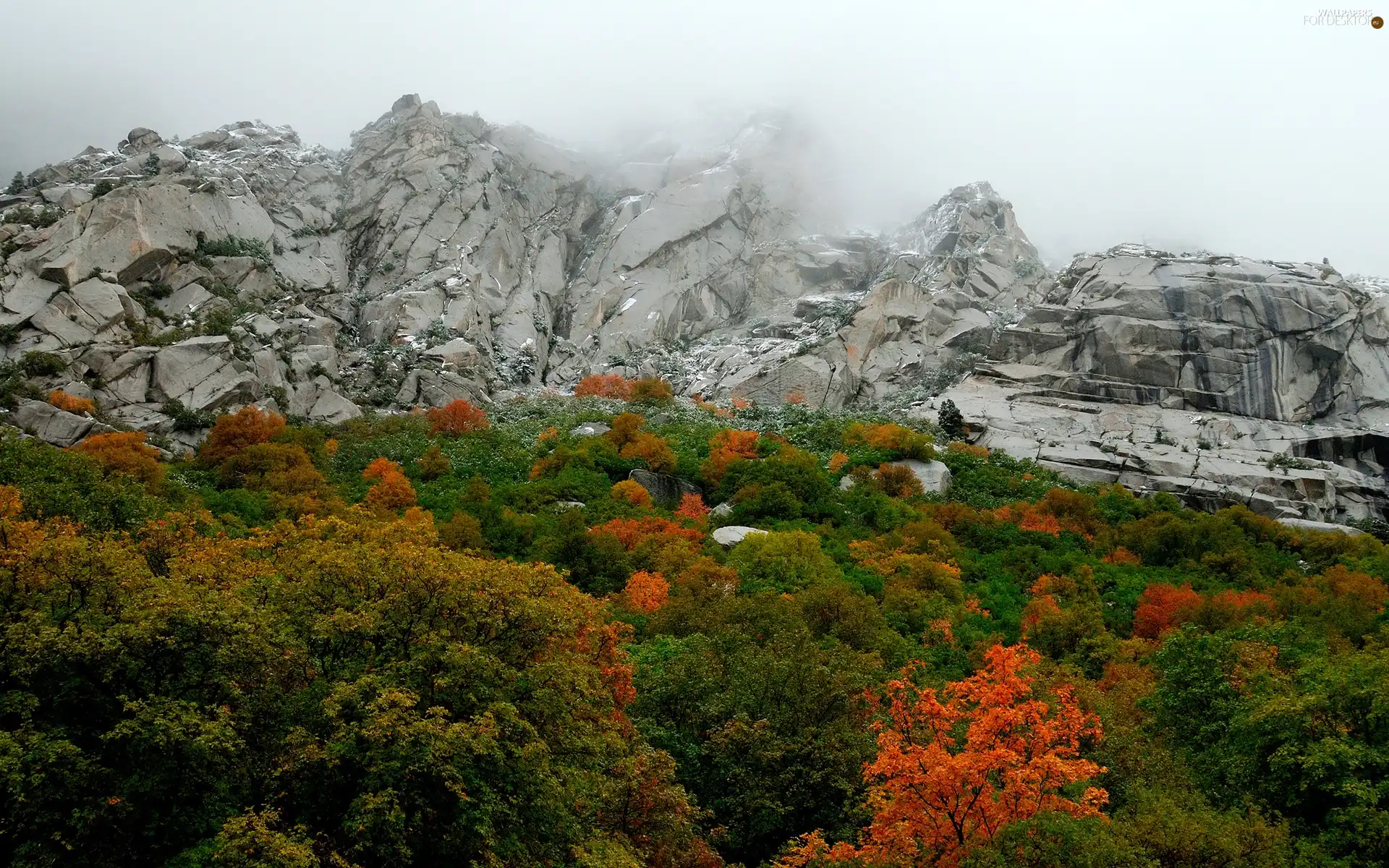 rocks, Crown, trees, Fog