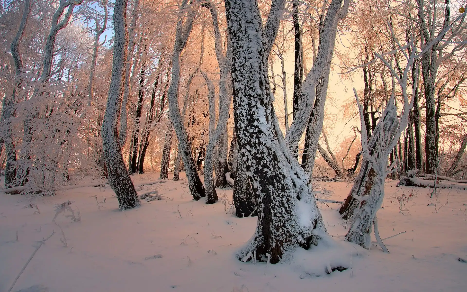 viewes, light breaking through sky, Snowy, trees, winter