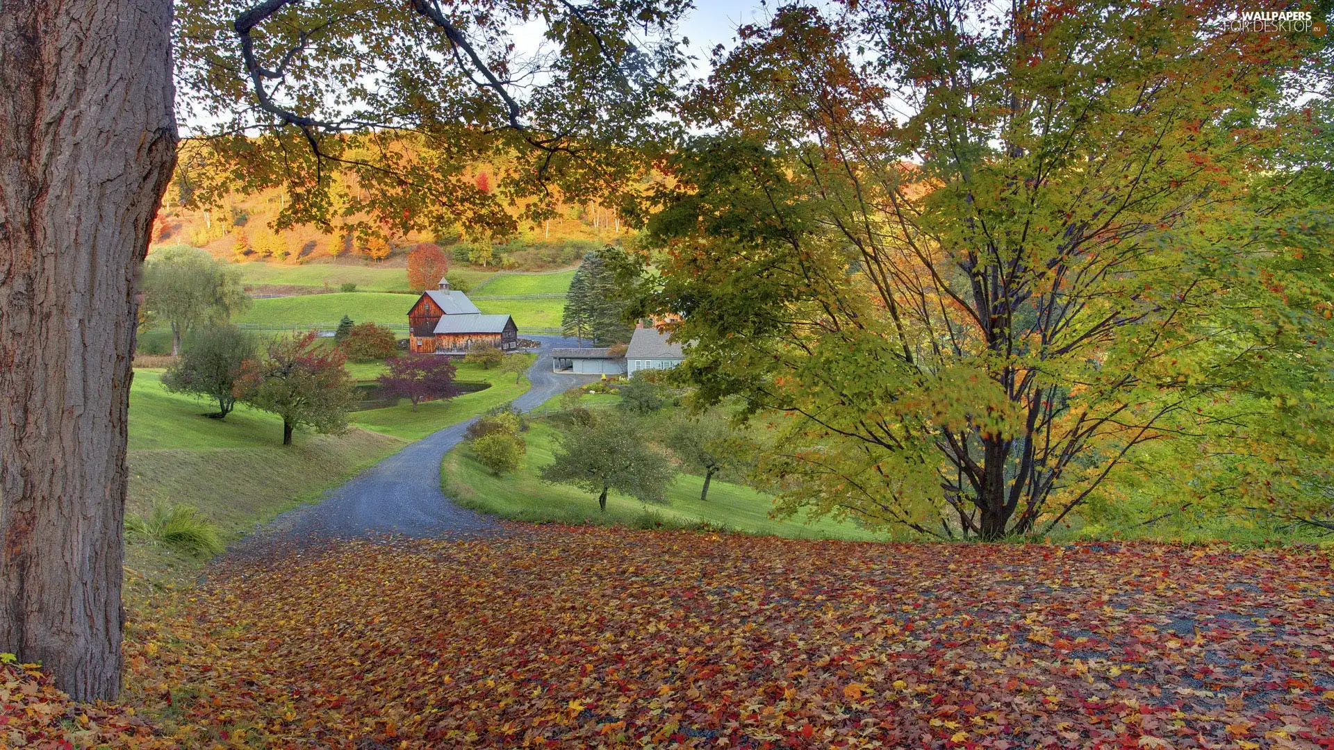 trees, viewes, country, Way, farm