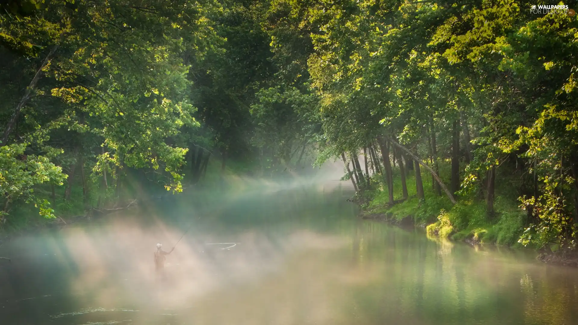 Morning, River, trees, viewes, Fog, angler