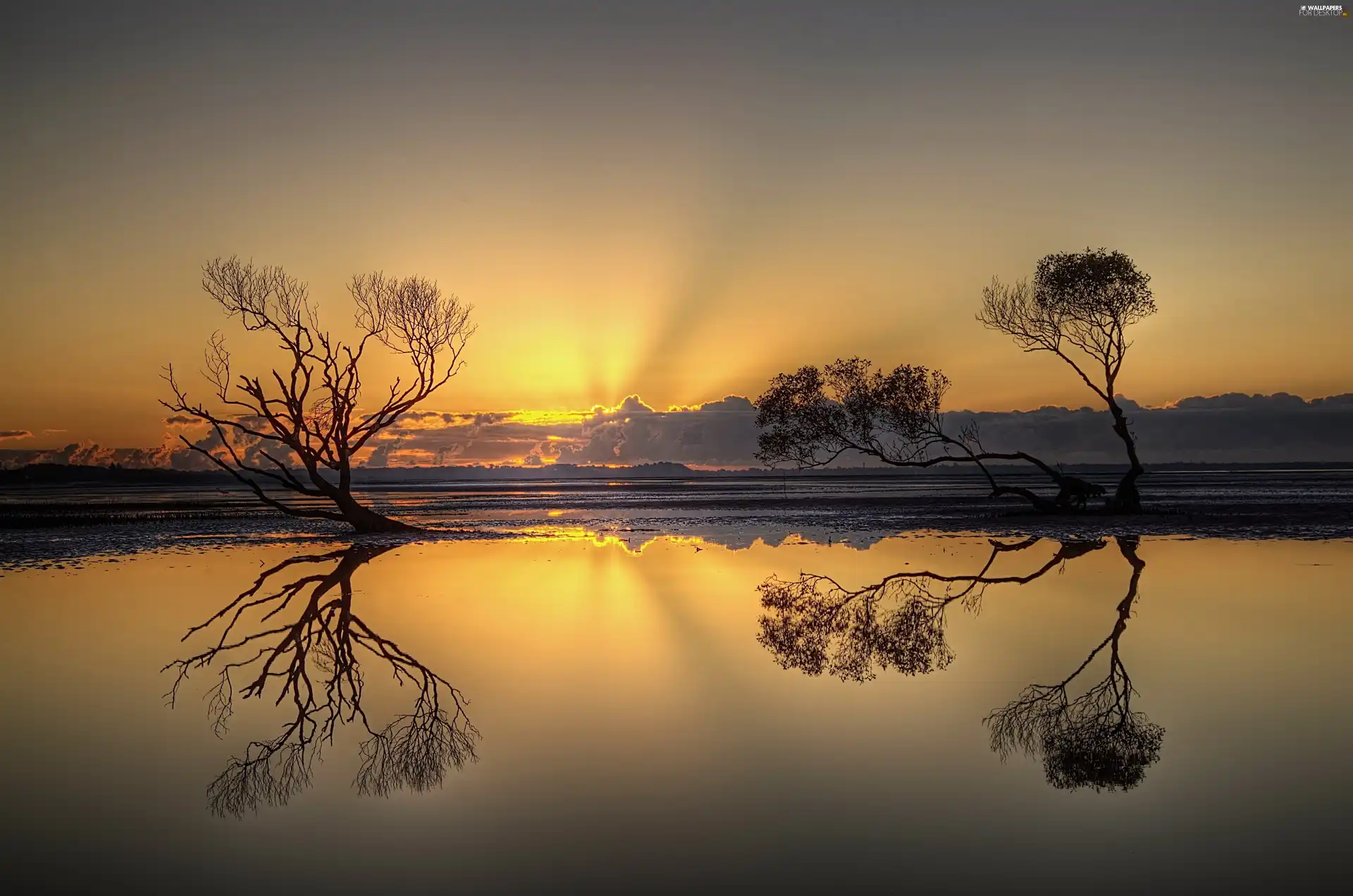 trees, viewes, sun, water, west