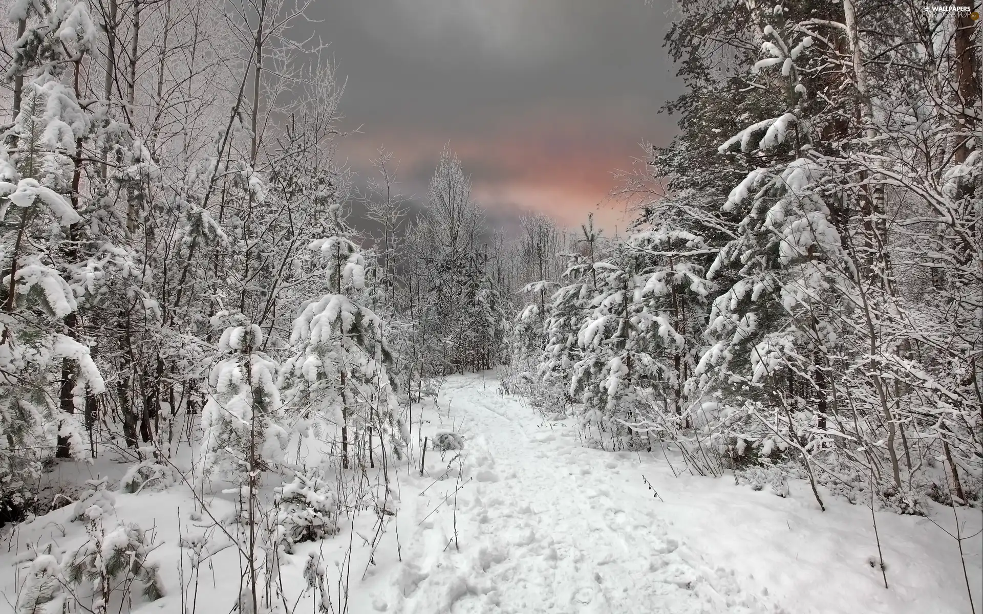 trees, viewes, Way, snow, winter