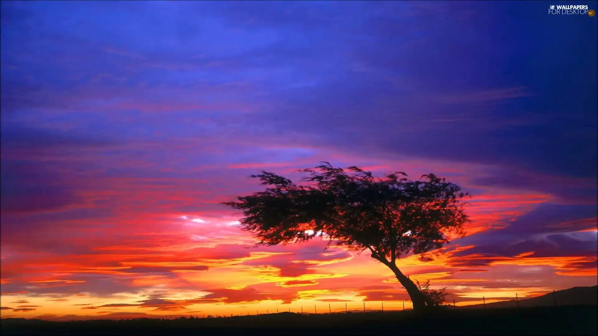 west, lonely, trees, sun