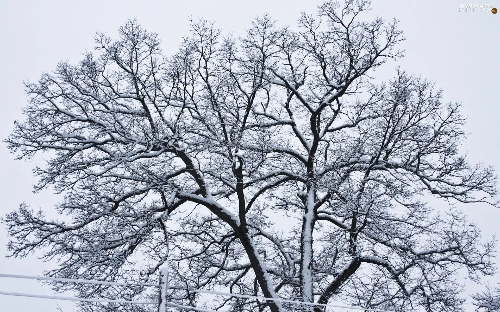 winter, trees