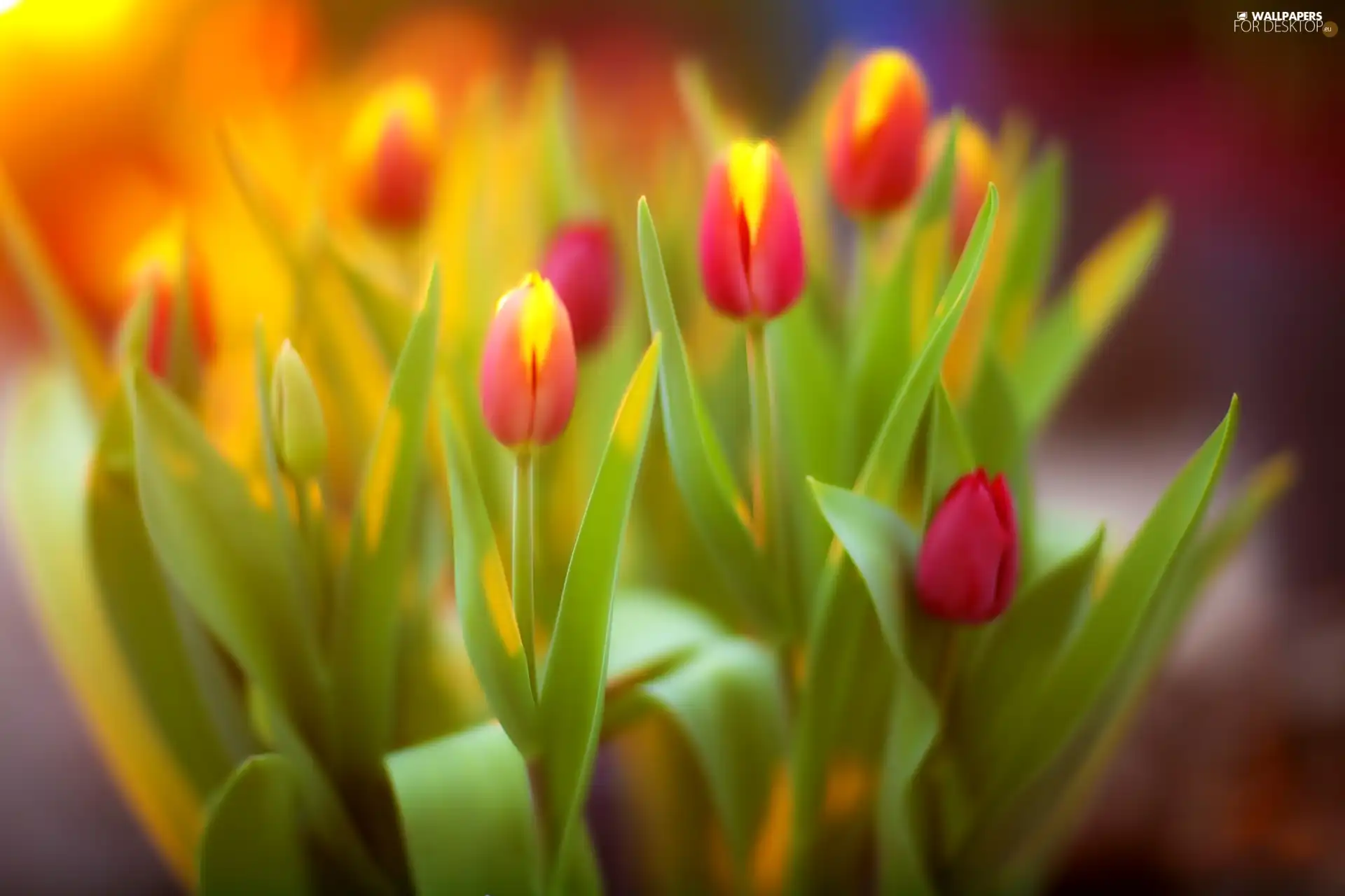 Tulips