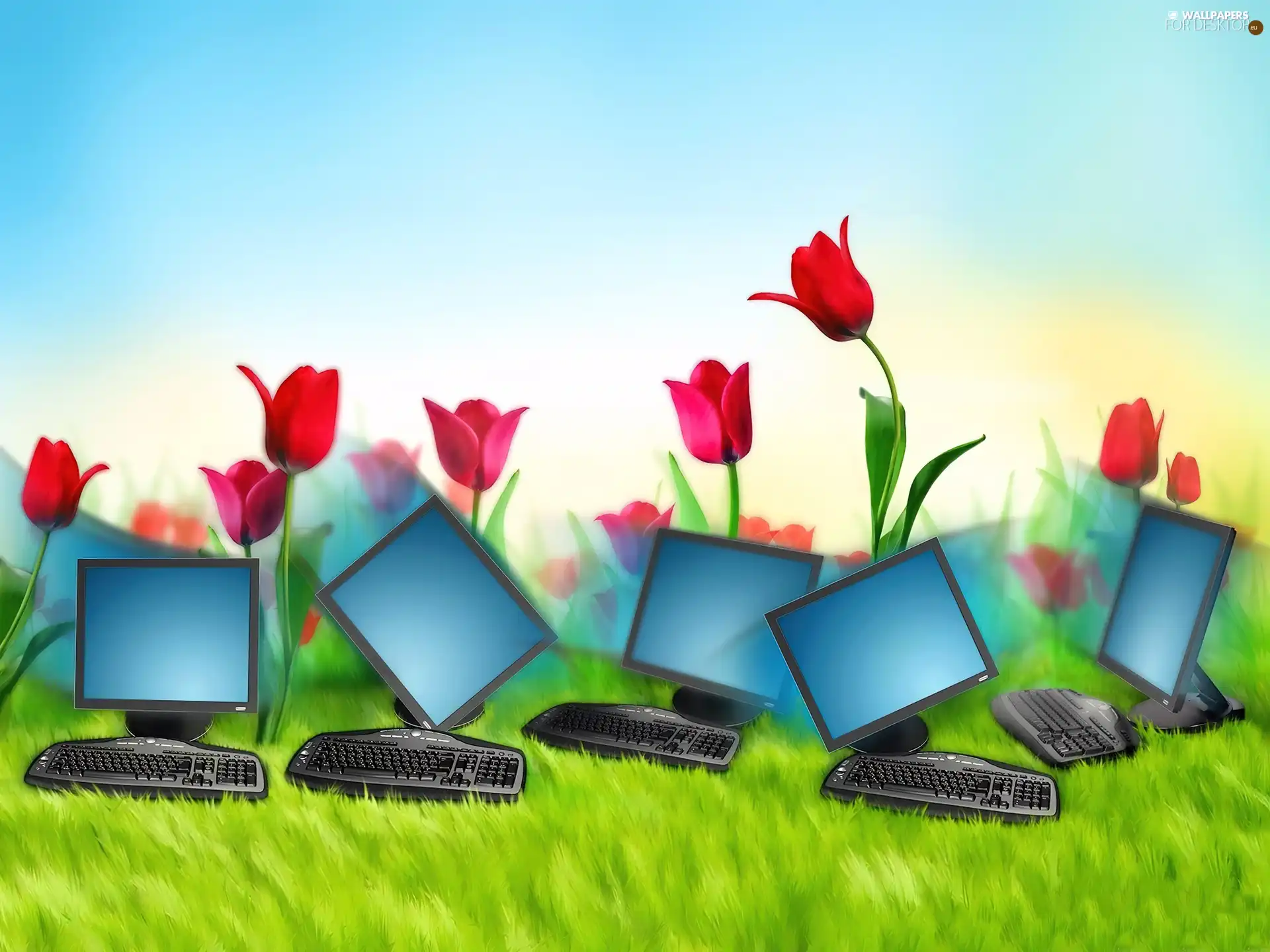 Tulips, minitors, keyboard