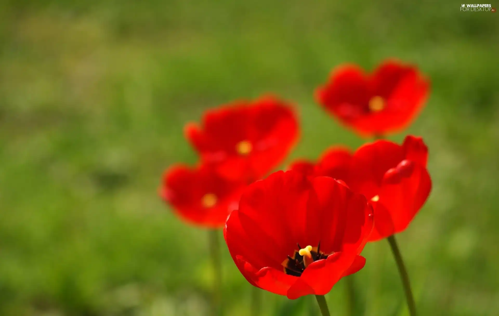 Red, Tulips